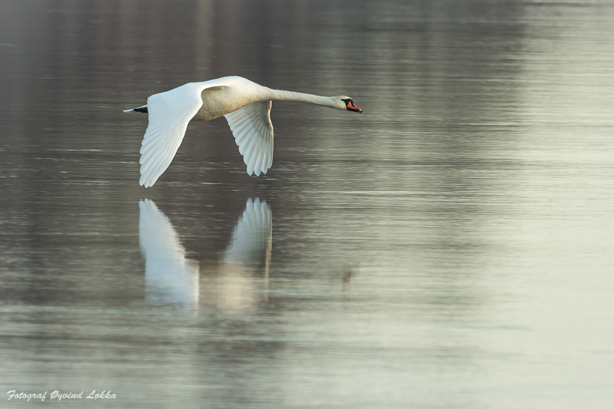 Canon EOS-1D X sample photo. Swan in a cold morning photography
