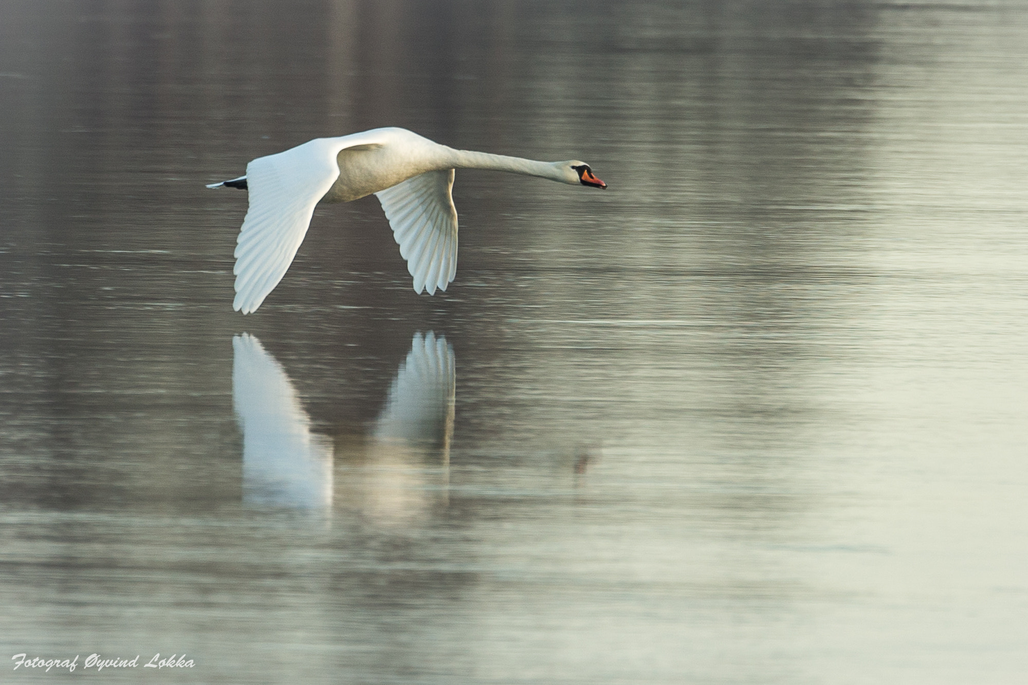 Canon EOS-1D X + Canon EF 500mm F4L IS USM sample photo. Swan in a cold morning photography