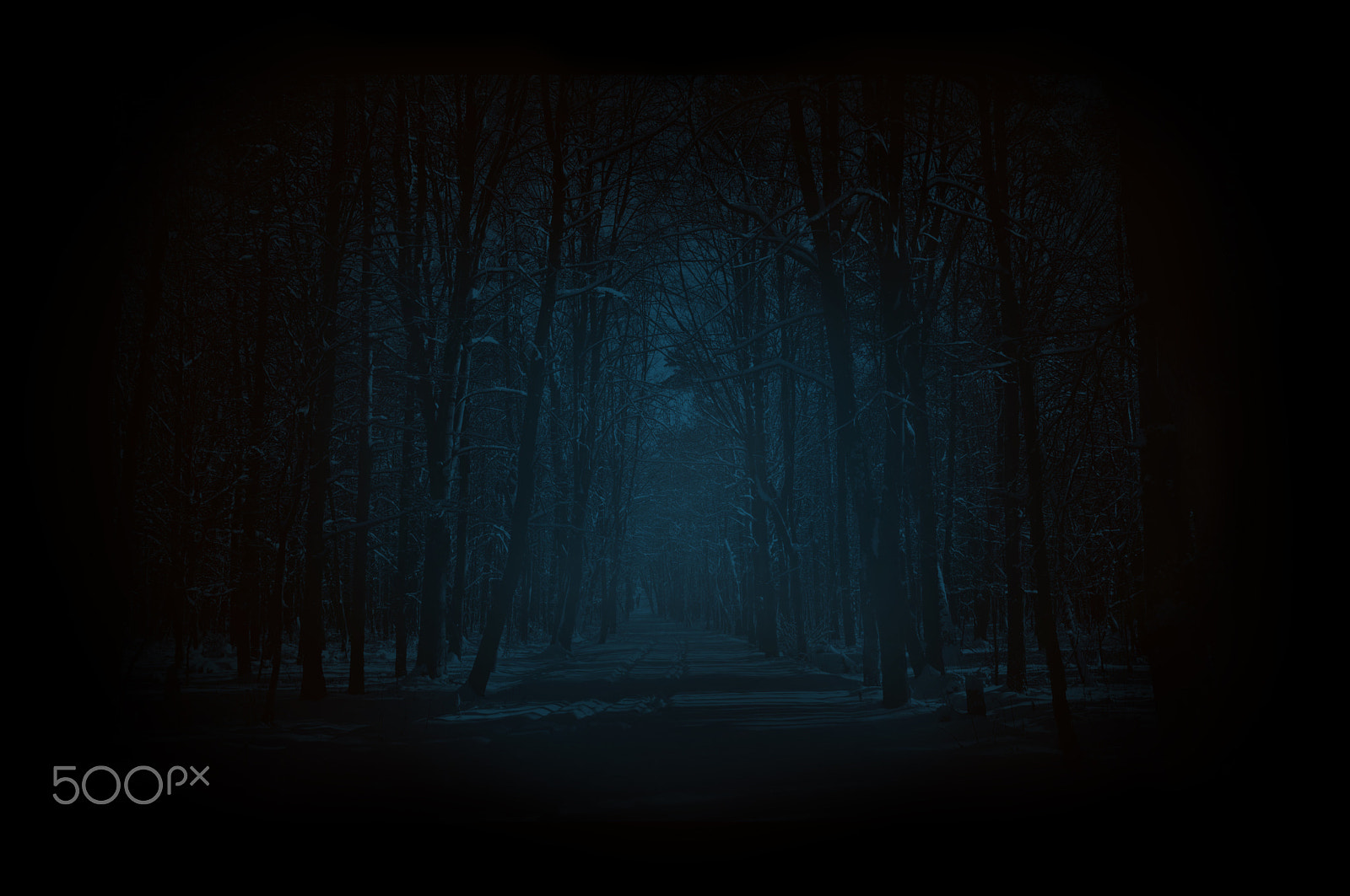 Sony SLT-A37 sample photo. Mystic night wood photography