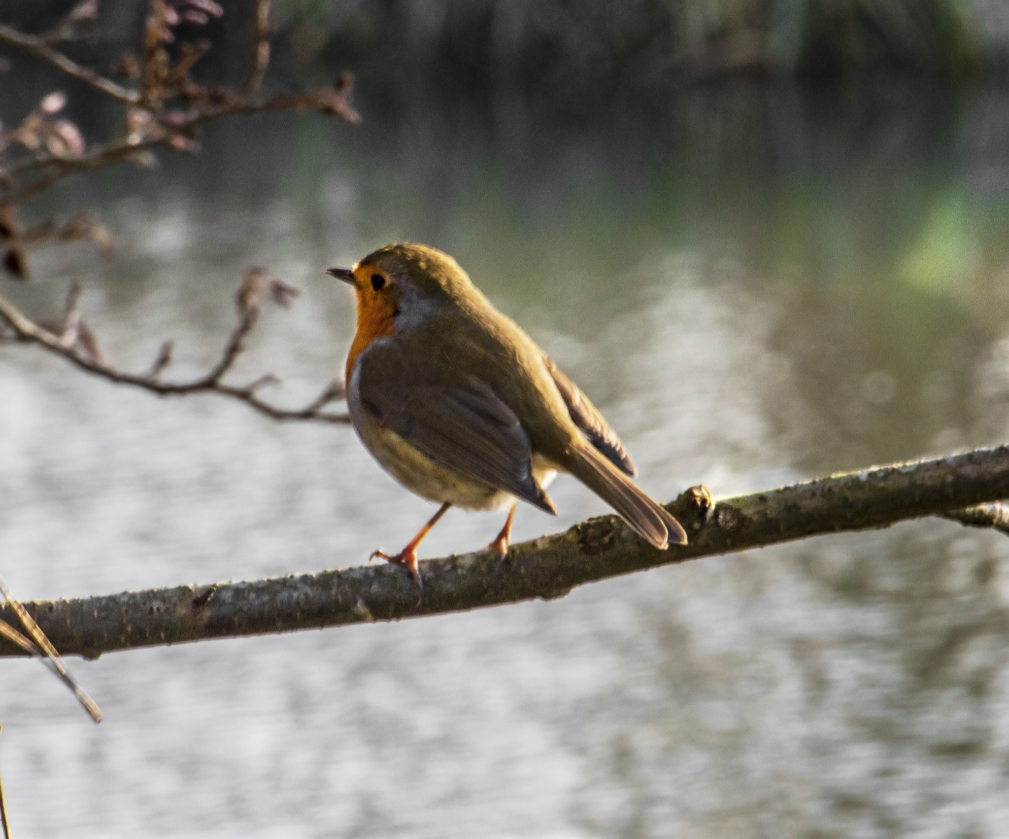 Canon EOS 750D (EOS Rebel T6i / EOS Kiss X8i) sample photo. Robin by the river photography