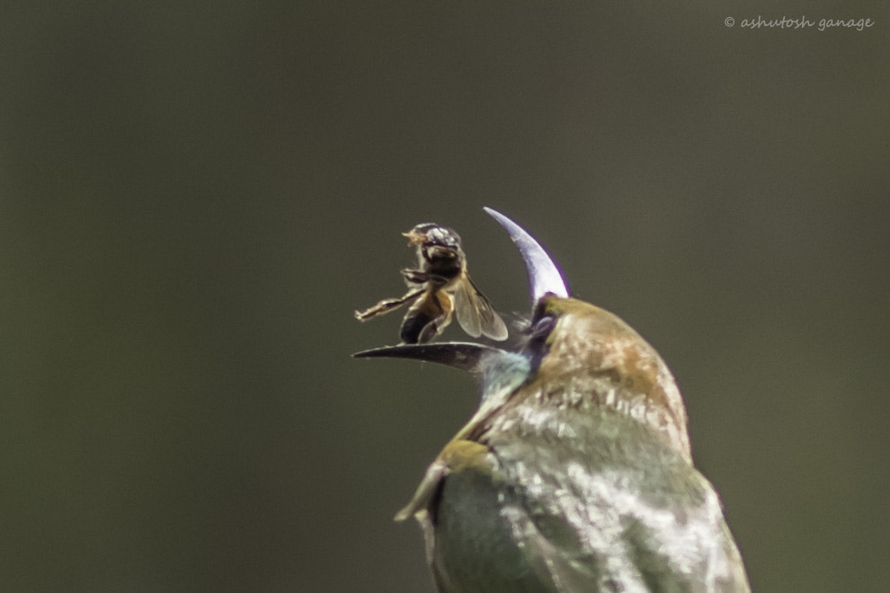 Canon EF 300mm F4L IS USM sample photo. Green bee-eater photography