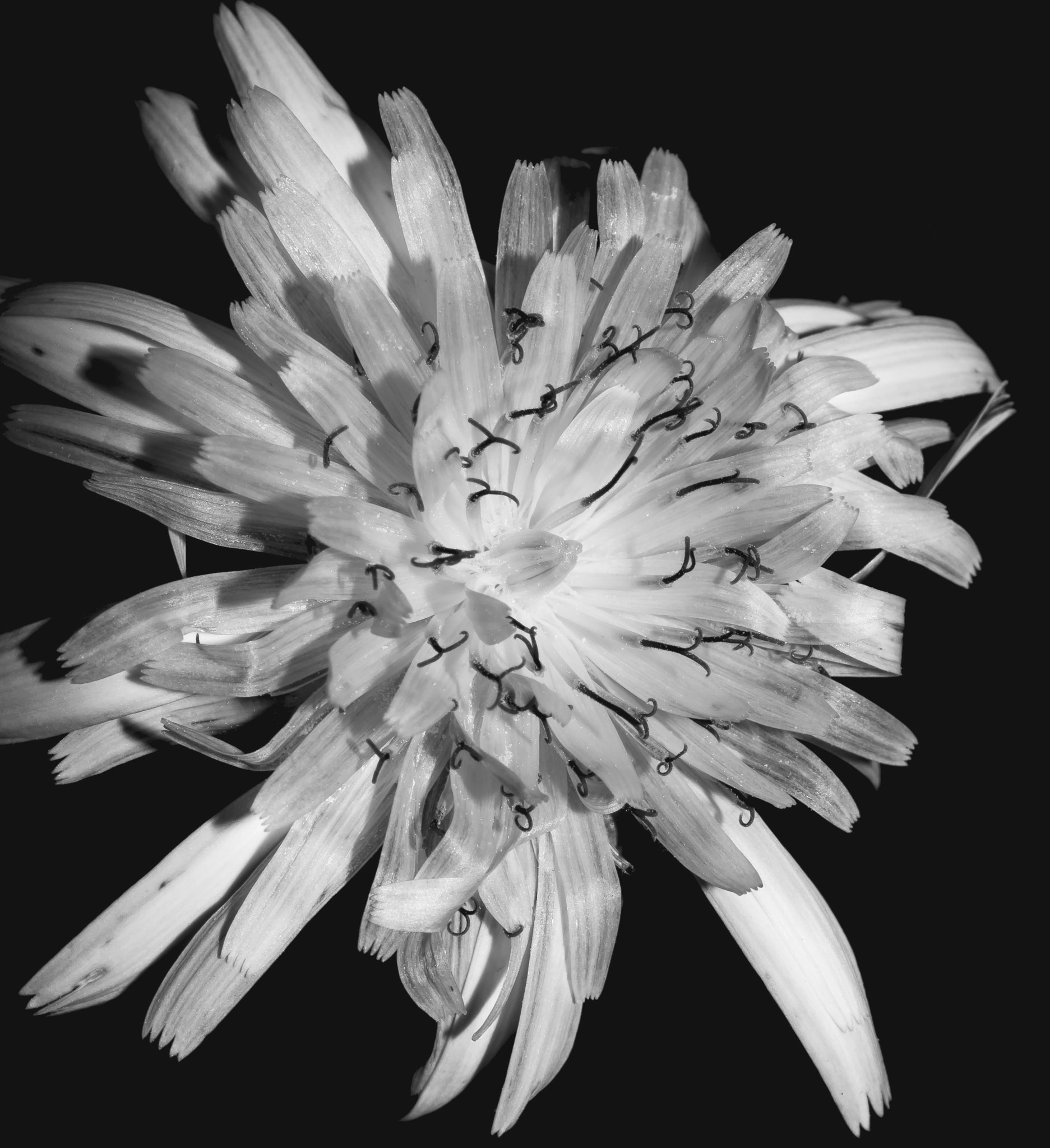 Nikon D7200 sample photo. Monochrome petals photography