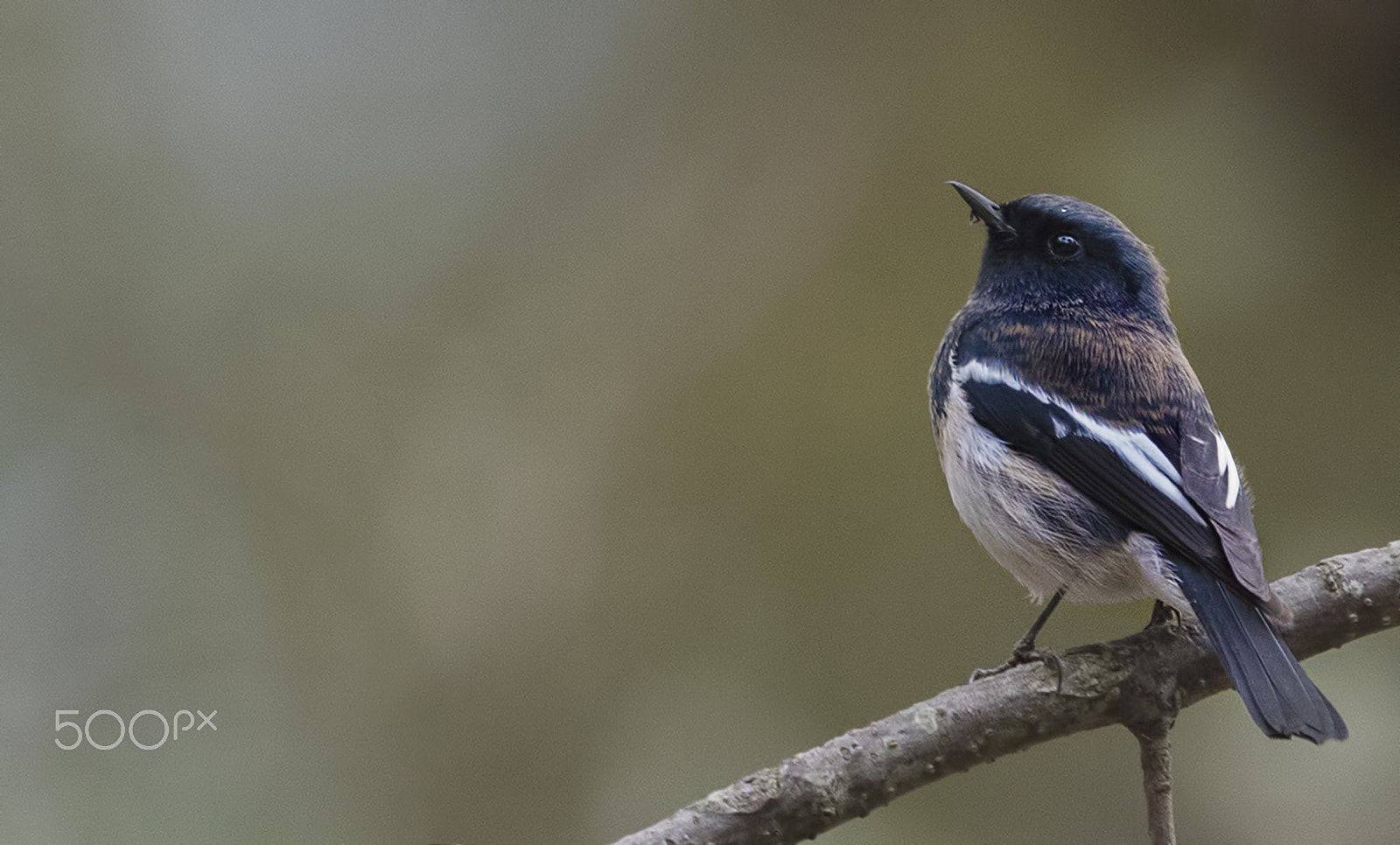 Nikon D750 + Nikon AF-S Nikkor 500mm F4G ED VR sample photo. Blue capped redstart photography