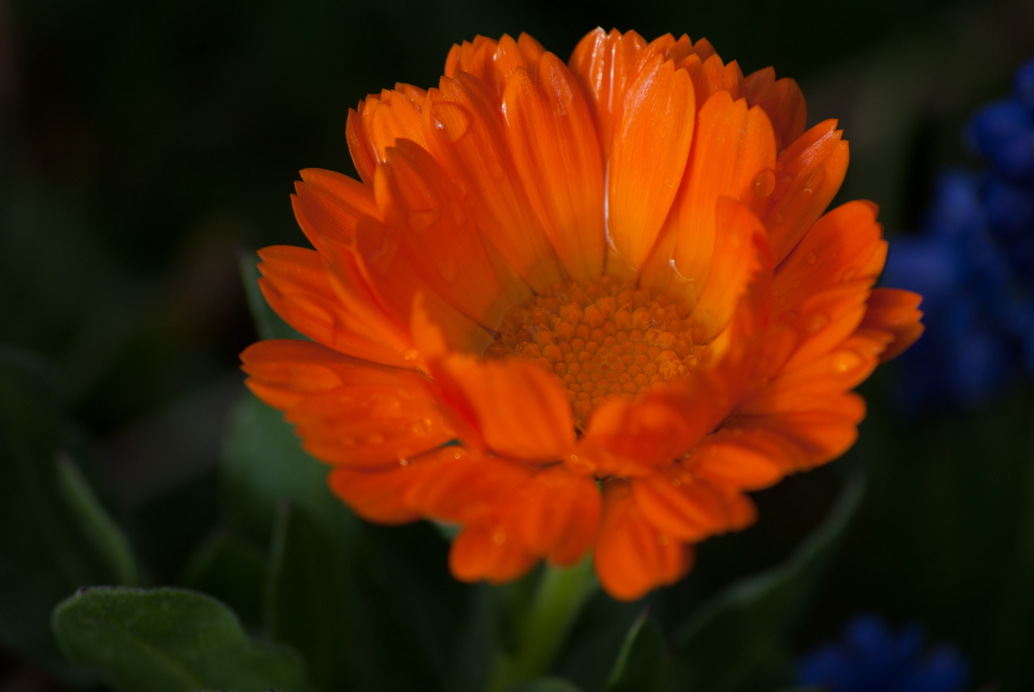 Sony Alpha DSLR-A330 sample photo. Modded sony dsc photography