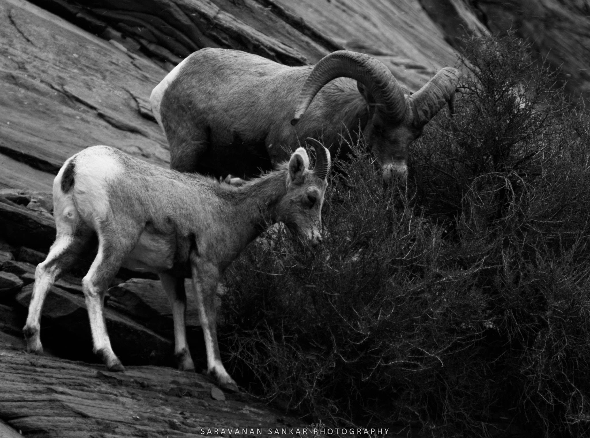 Sony SLT-A65 (SLT-A65V) sample photo. Hungry guys! photography