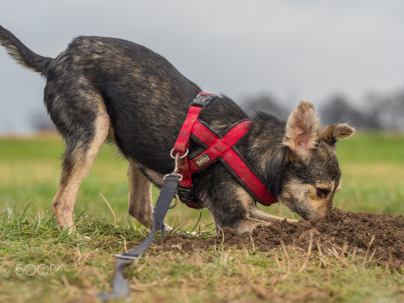 Olympus OM-D E-M5 II + Olympus M.Zuiko Digital ED 40-150mm F2.8 Pro sample photo. Kezia in aktion photography