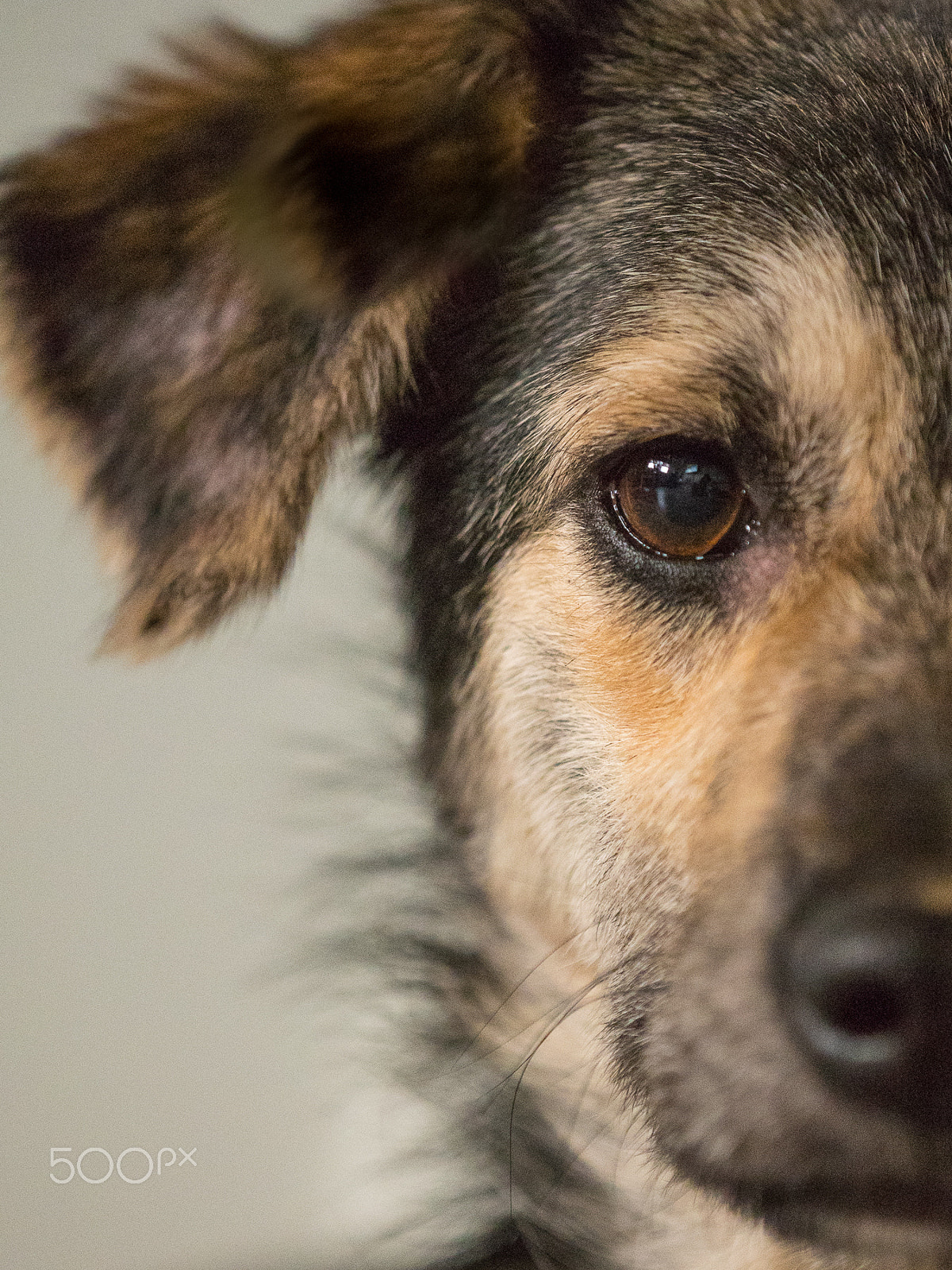 Olympus OM-D E-M5 II + Olympus M.Zuiko Digital ED 40-150mm F2.8 Pro sample photo. Kezia sagt hallo photography