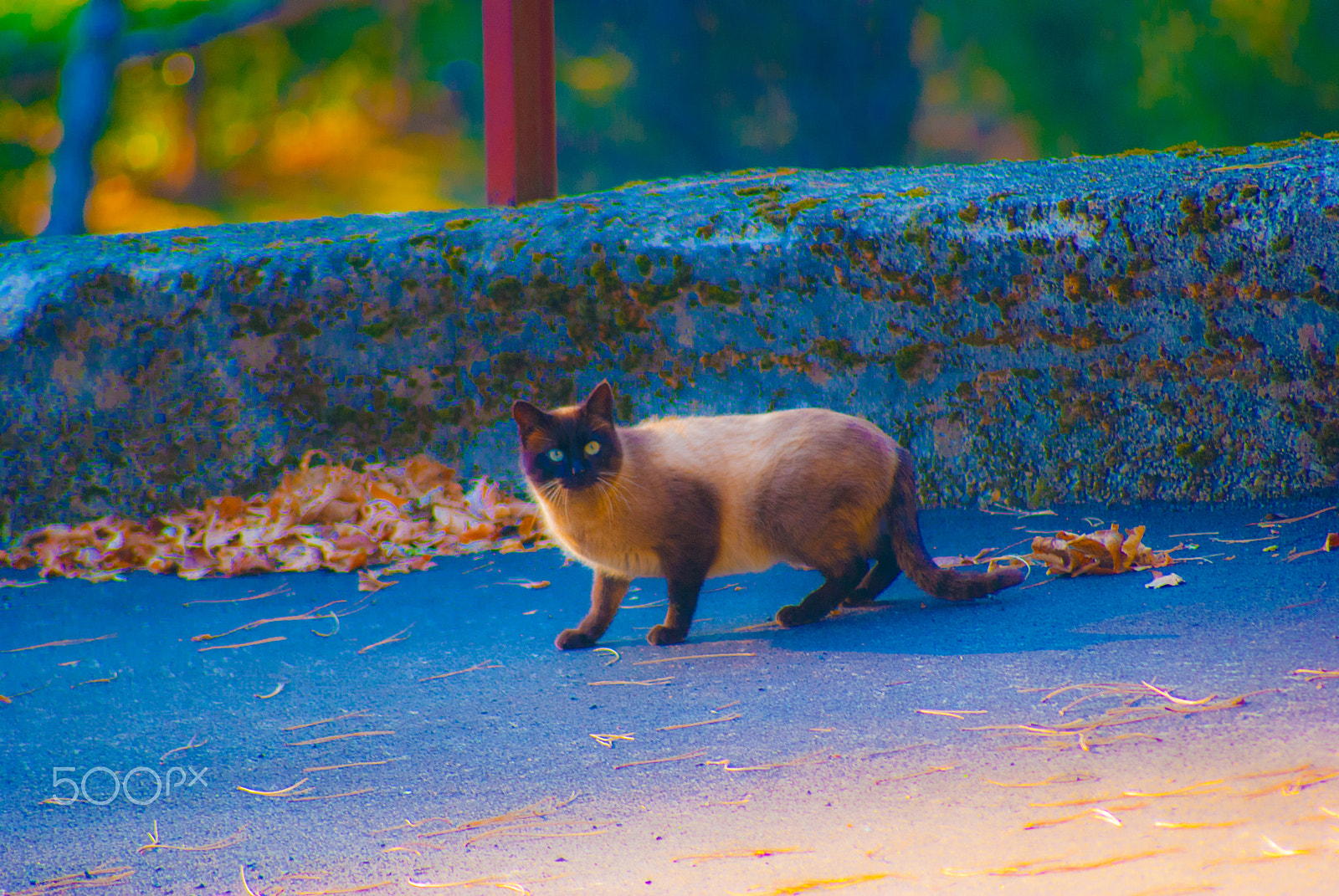 Sony Alpha DSLR-A330 sample photo. Italy animals photography