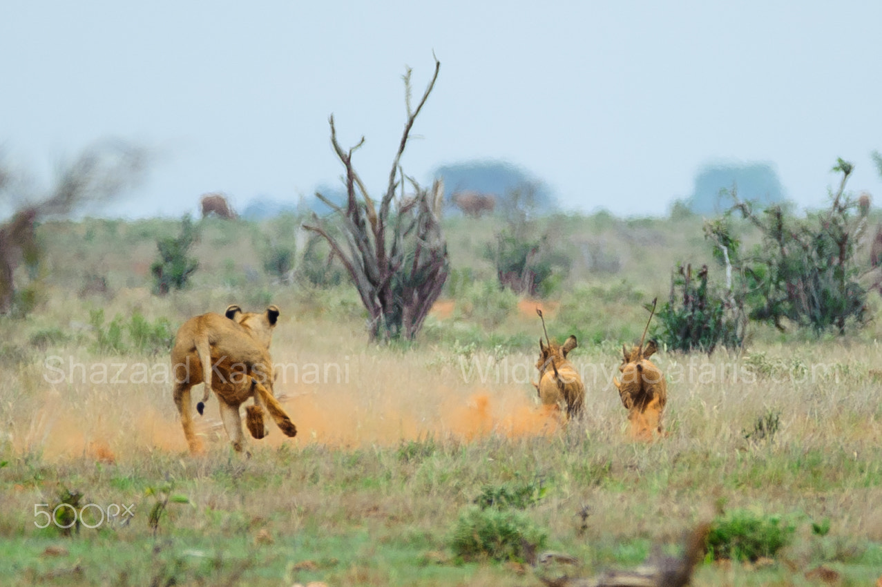 Nikon D700 + Sigma 150-600mm F5-6.3 DG OS HSM | C sample photo. Lioness hunting tsavo east national park photography