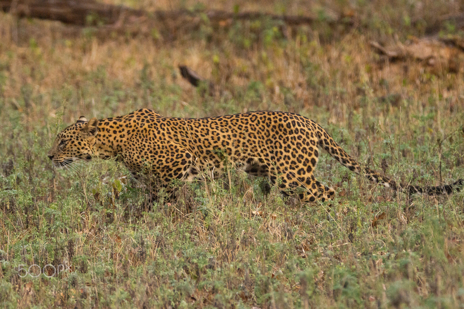 Tamron SP 150-600mm F5-6.3 Di VC USD sample photo. Sub-adult leopard photography