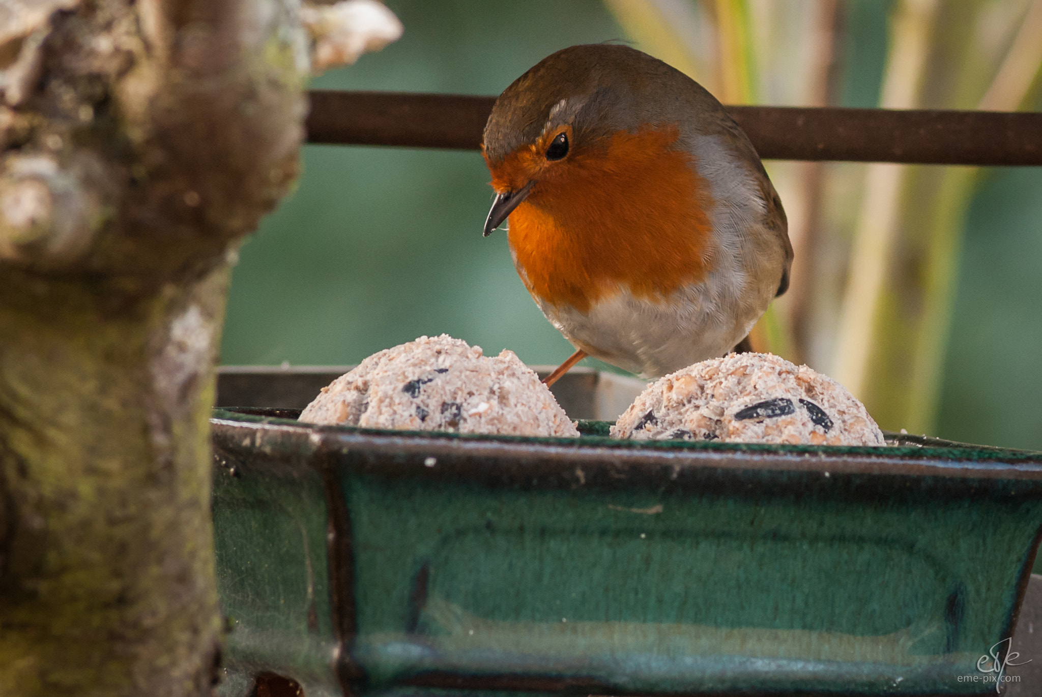 Nikon D200 + AF Nikkor 180mm f/2.8 IF-ED sample photo. Rouge-gorge / redbreast photography