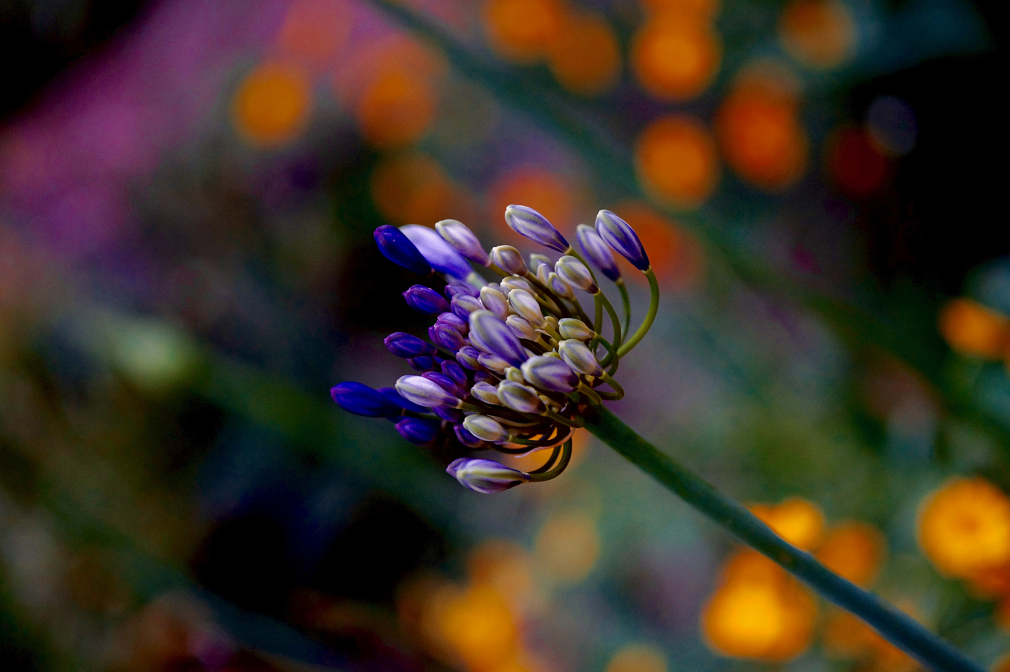 Sigma 60mm F2.8 DN Art sample photo. The color dialect photography