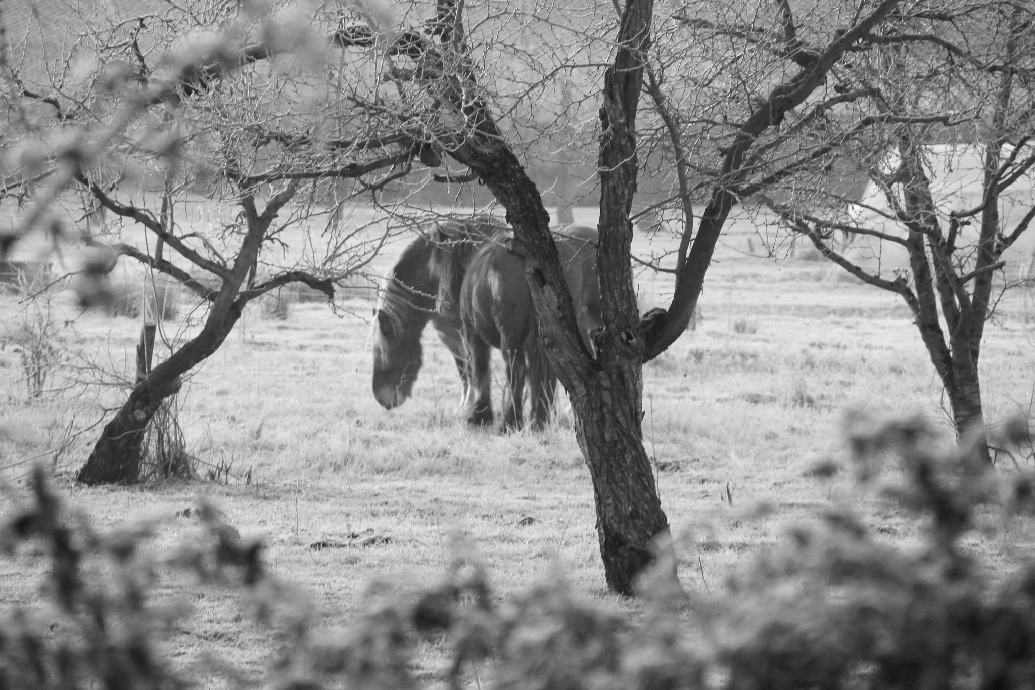 Canon TS-E 90mm F2.8 Tilt-Shift sample photo. Horses  on a freezing cold morning photography