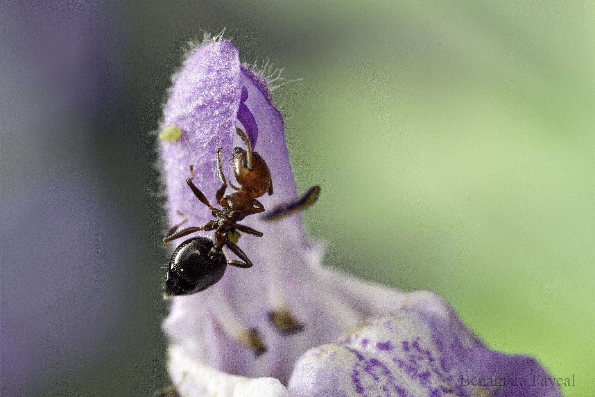 Canon EOS 7D + Canon MP-E 65mm F2.5 1-5x Macro Photo sample photo. Looking for food photography