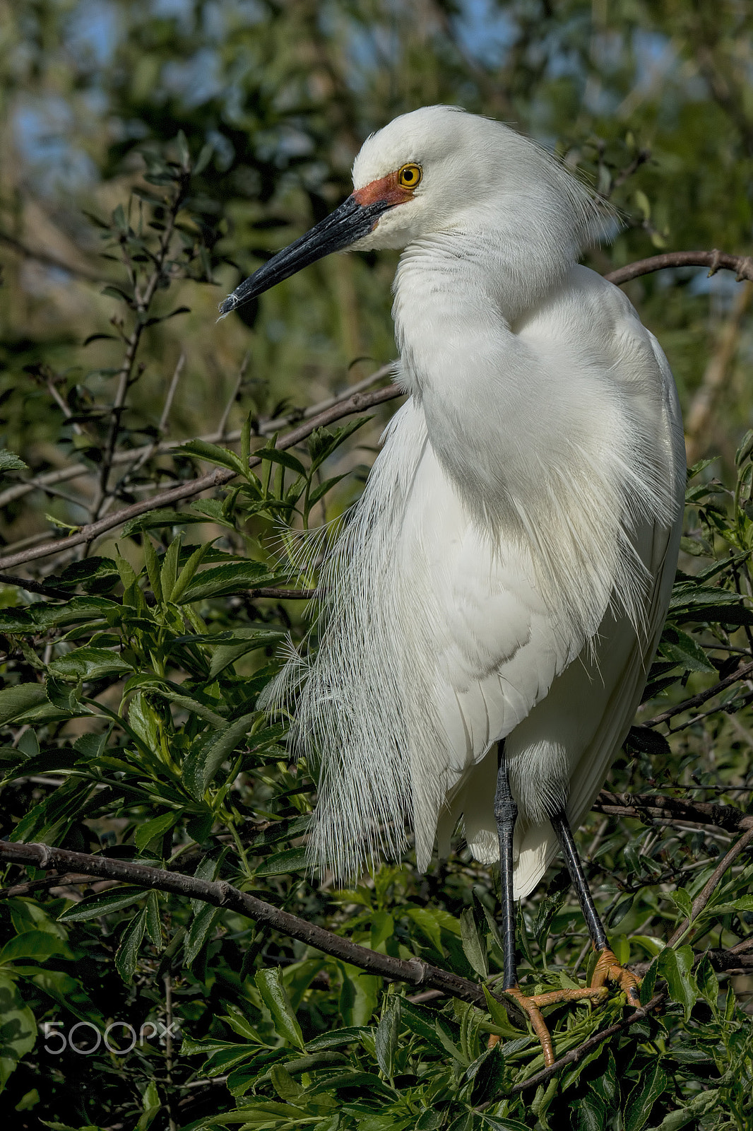 Nikon D800E sample photo. Snowy egret photography