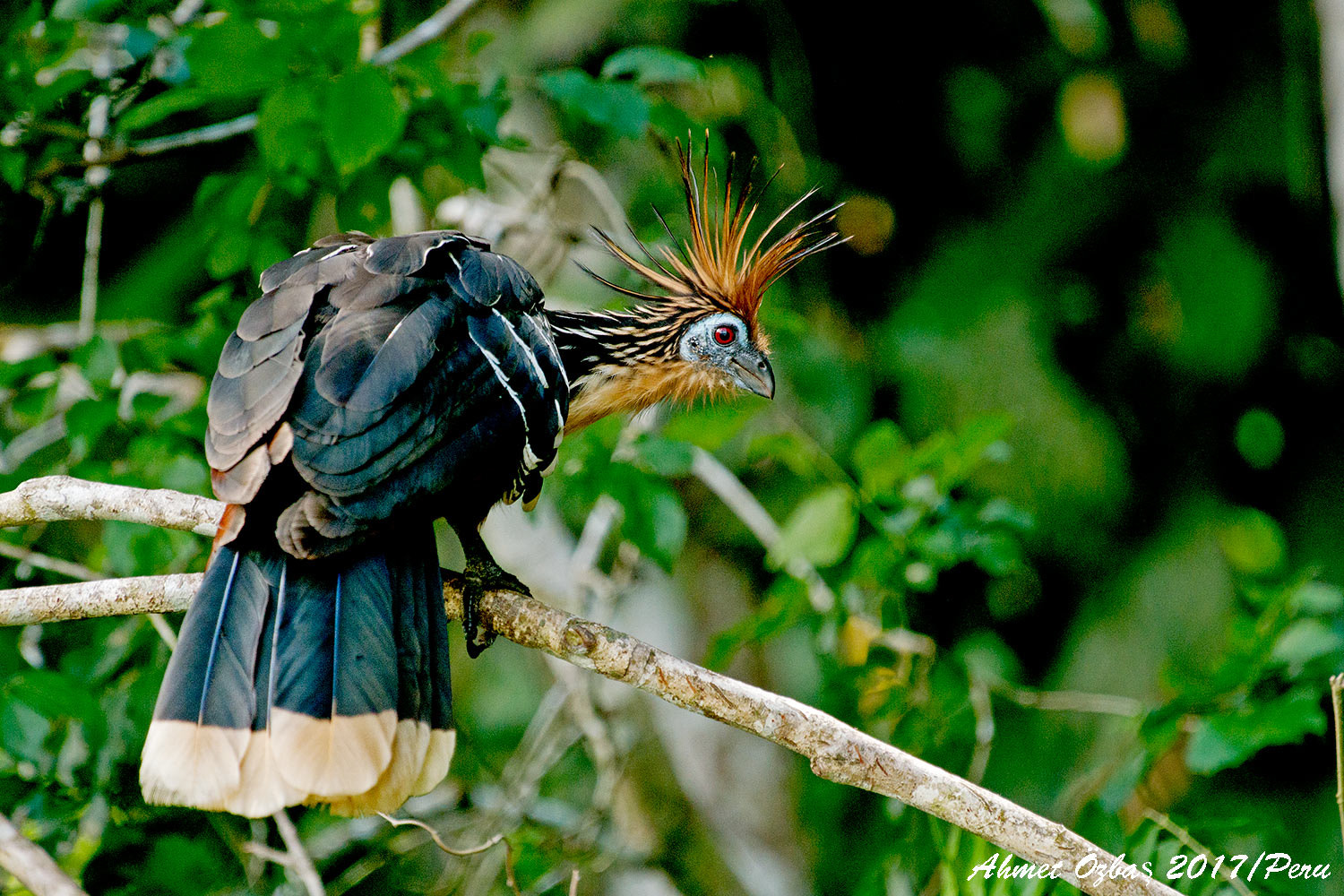 Nikon AF-S Nikkor 200-500mm F5.6E ED VR sample photo. Hoatzin photography