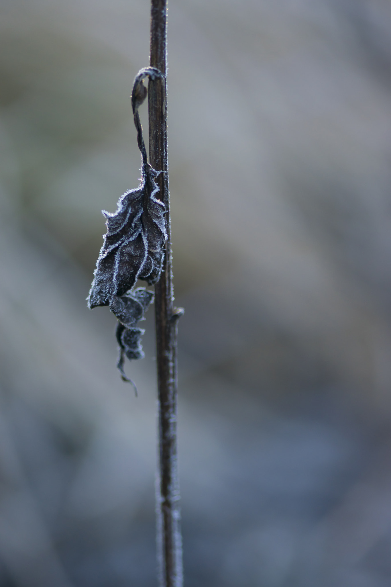 Nikon AF-S Micro-Nikkor 105mm F2.8G IF-ED VR sample photo. Frozen leaf photography