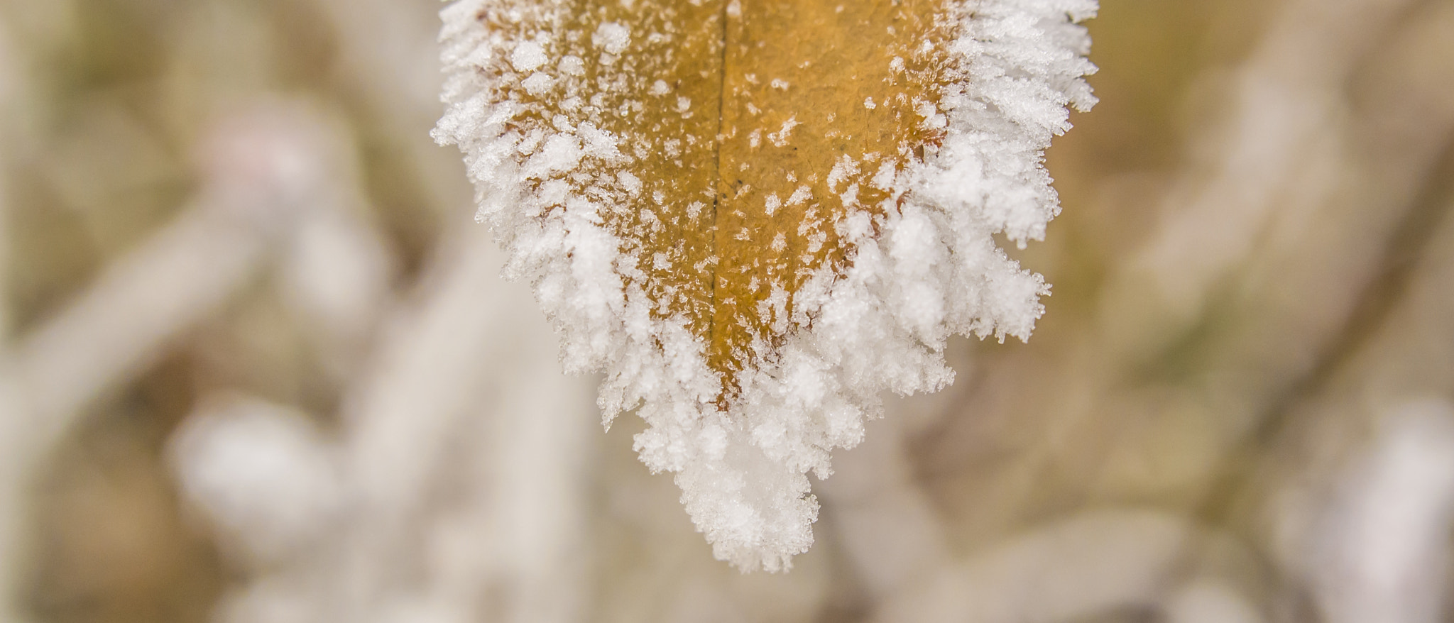 Nikon 1 Nikkor 18.5mm F1.8 sample photo. Frozen gold photography