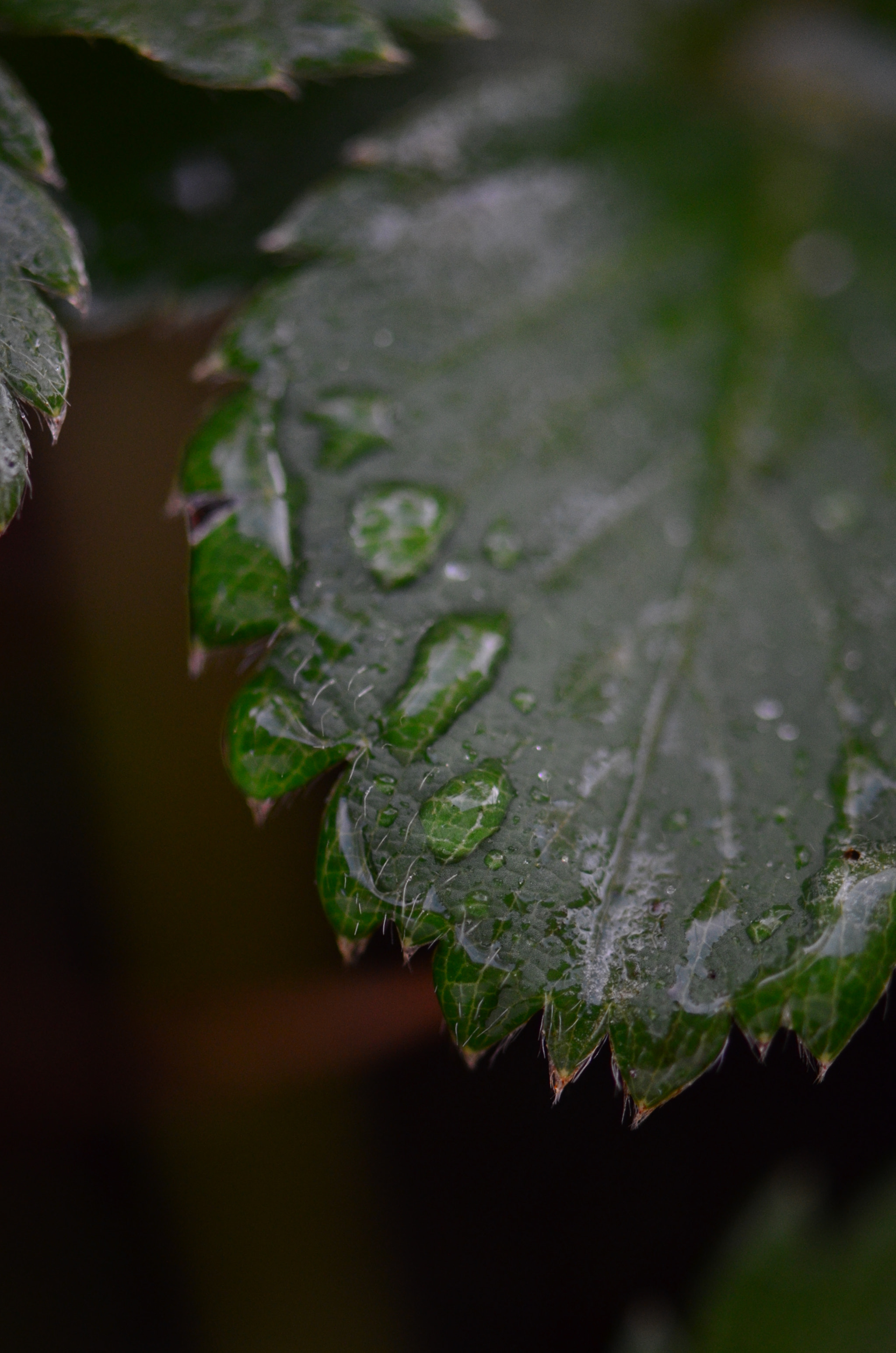 Nikon AF-S Micro-Nikkor 105mm F2.8G IF-ED VR sample photo. Strawberry plant photography