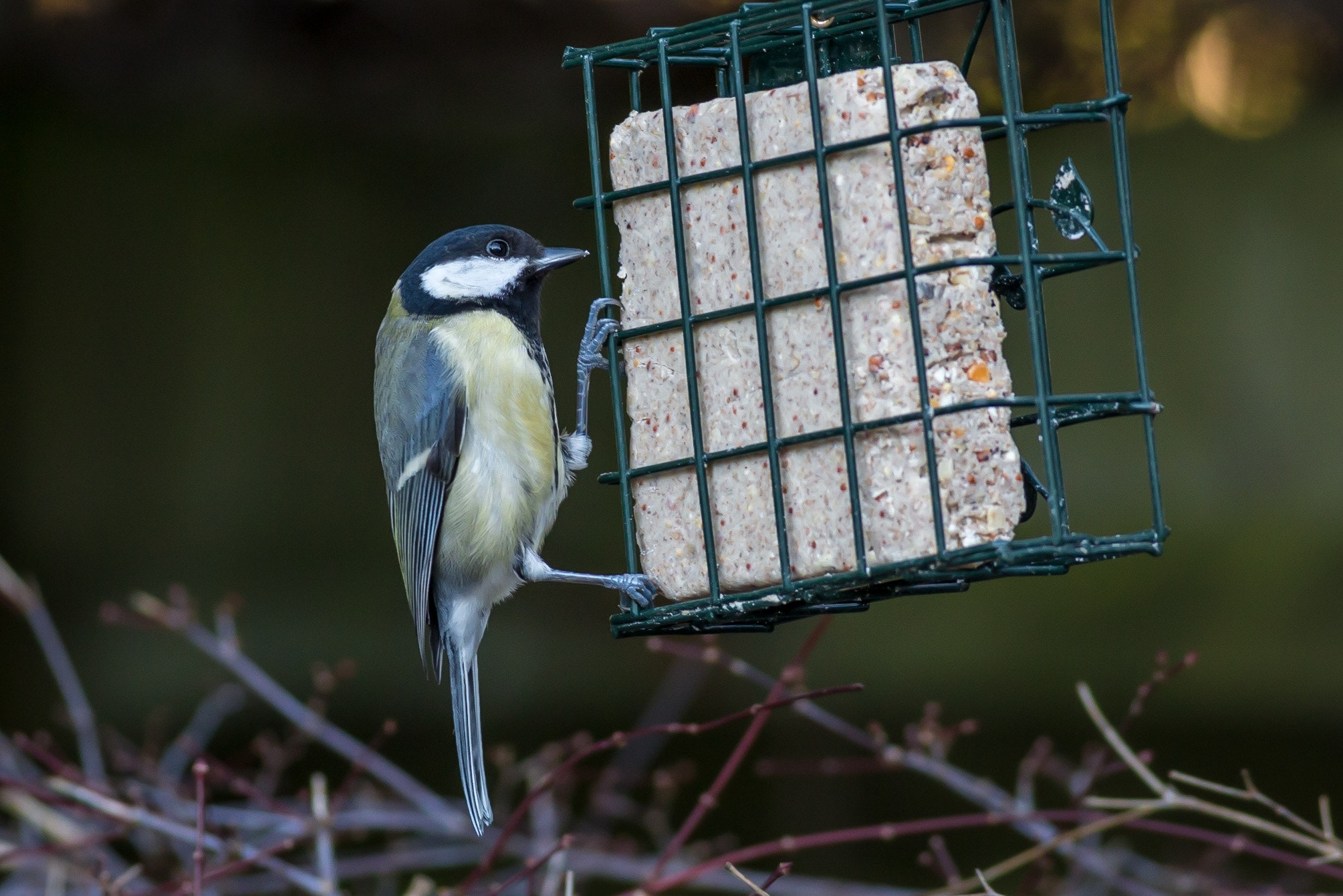 Canon EOS 70D + Canon EF 400mm F5.6L USM sample photo. Great tit photography
