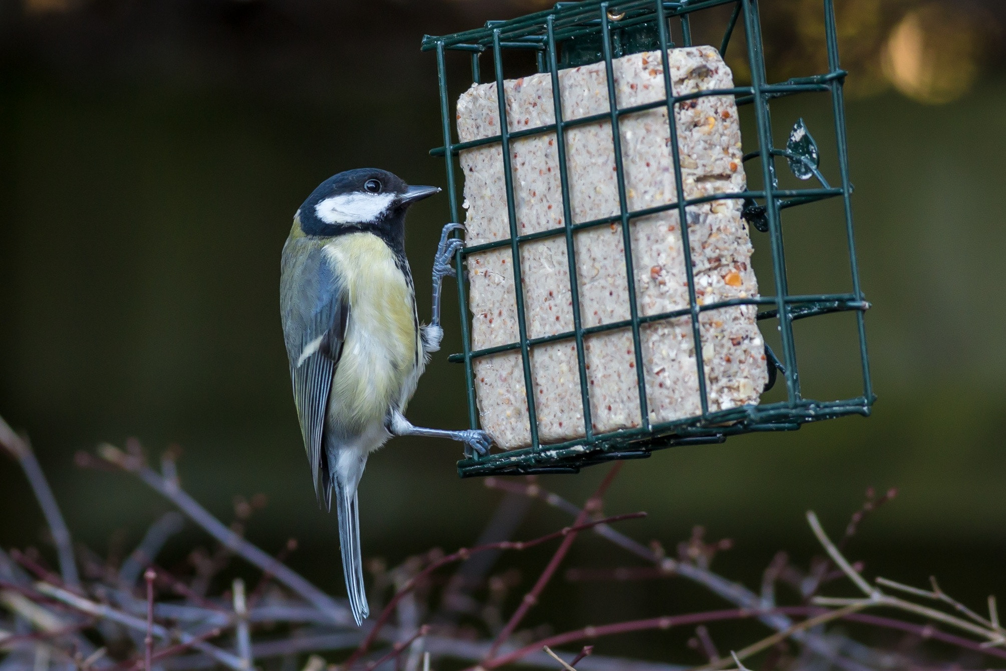 Canon EOS 70D sample photo. Great tit photography