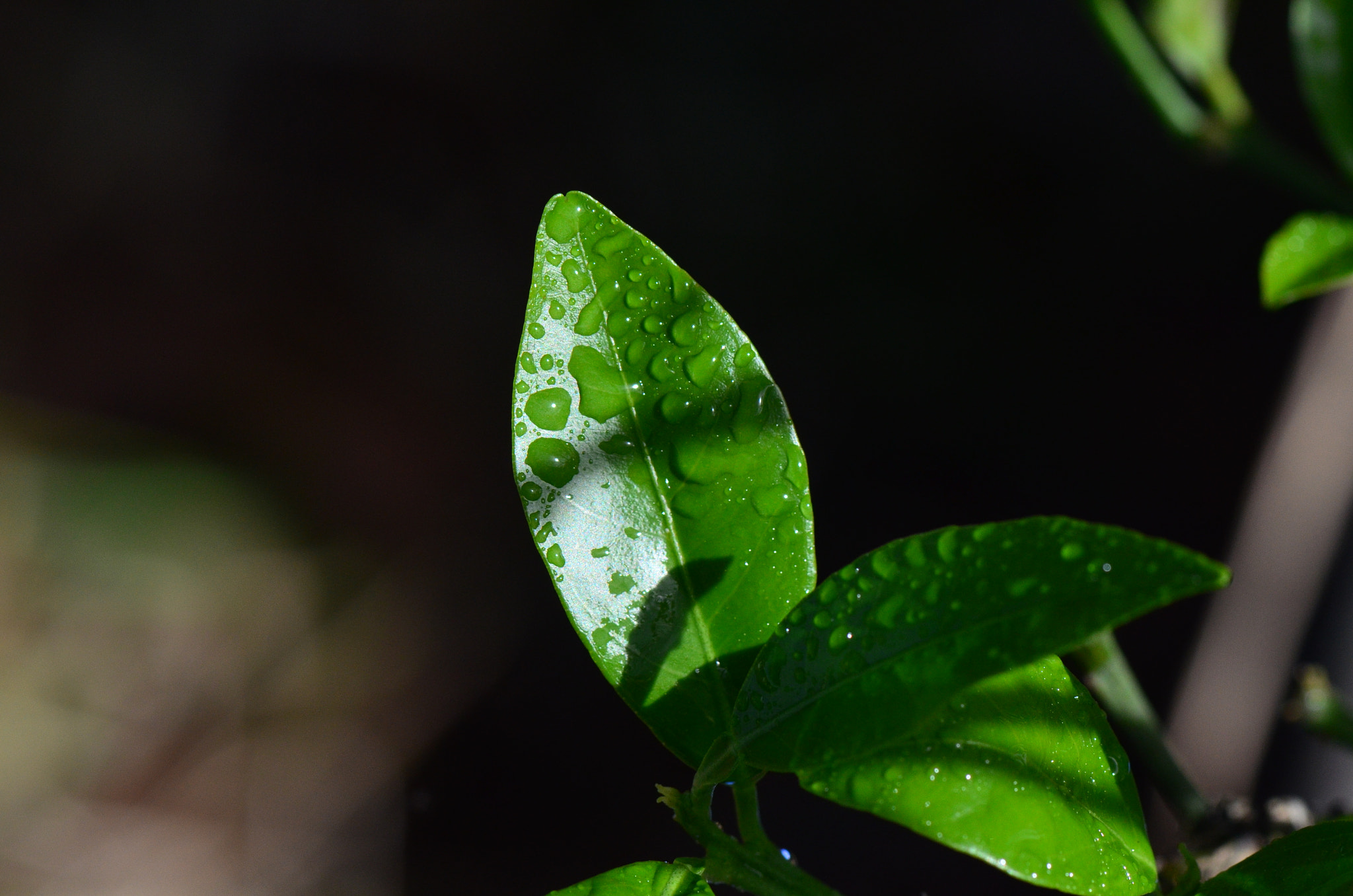 Nikon AF-S Micro-Nikkor 105mm F2.8G IF-ED VR sample photo. Leaf photography
