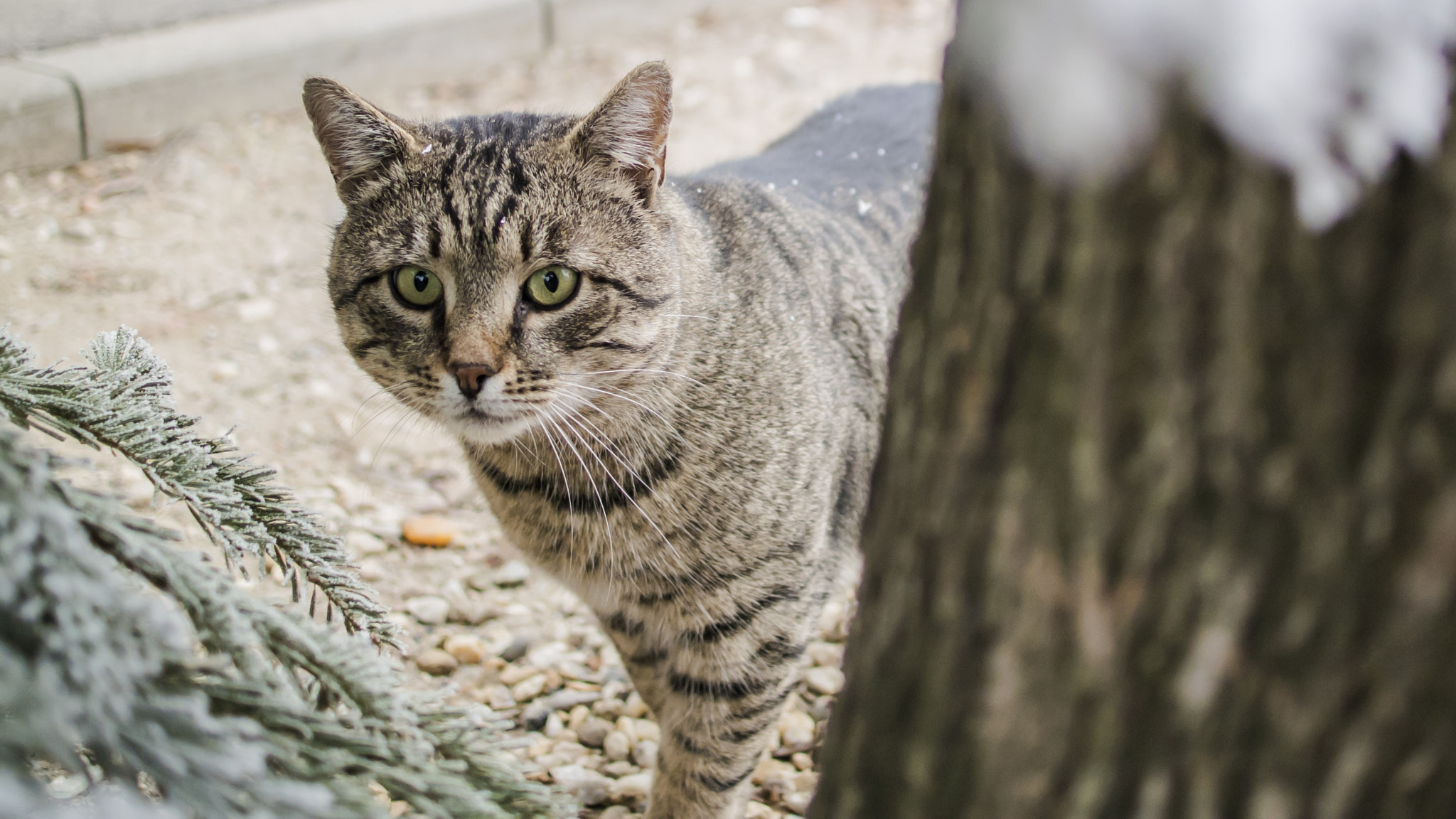 Nikon 1 Nikkor 18.5mm F1.8 sample photo. The neighbor photography