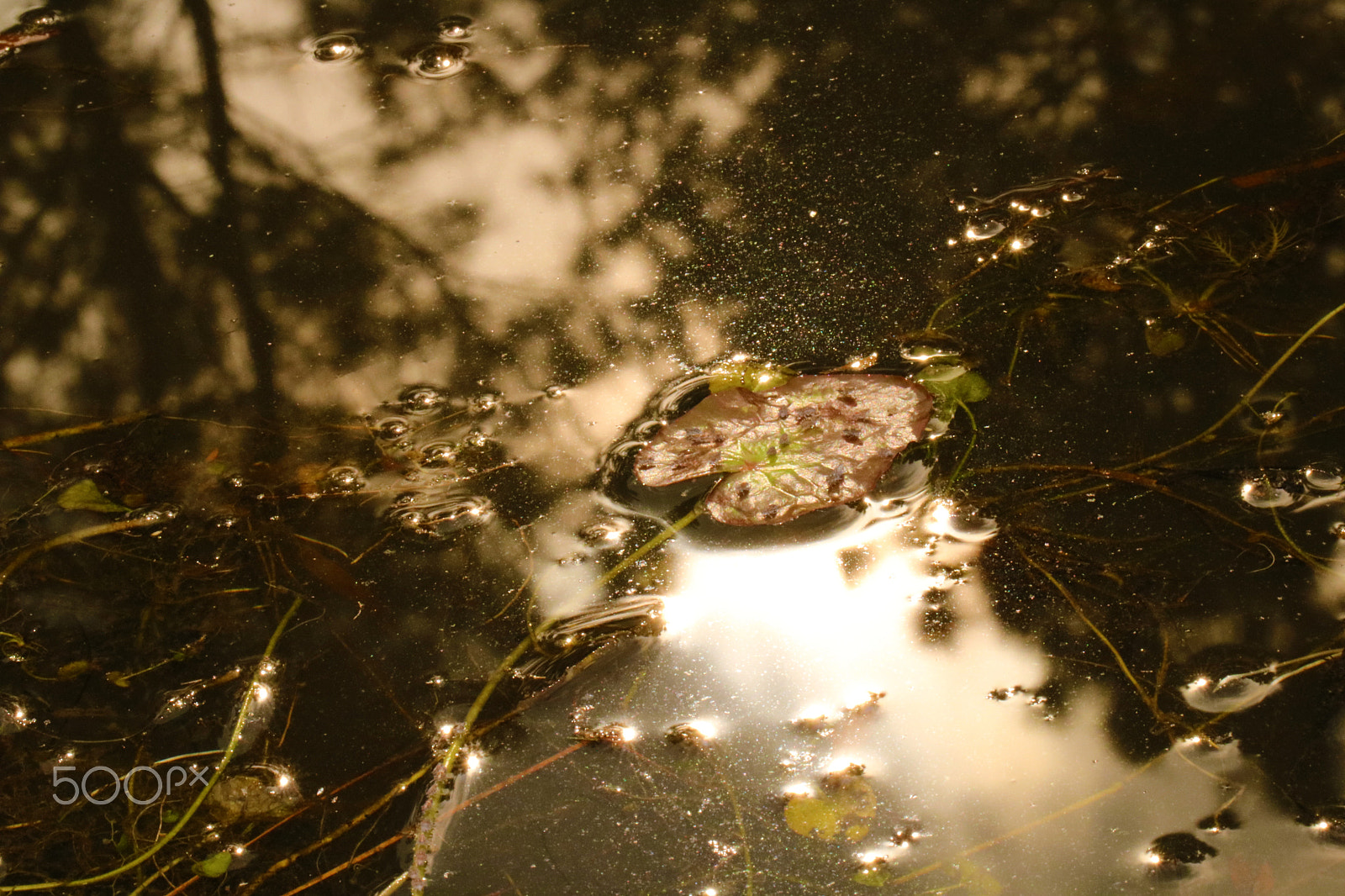 Canon EF 100mm F2.8L Macro IS USM sample photo. Pond magic 6927 photography