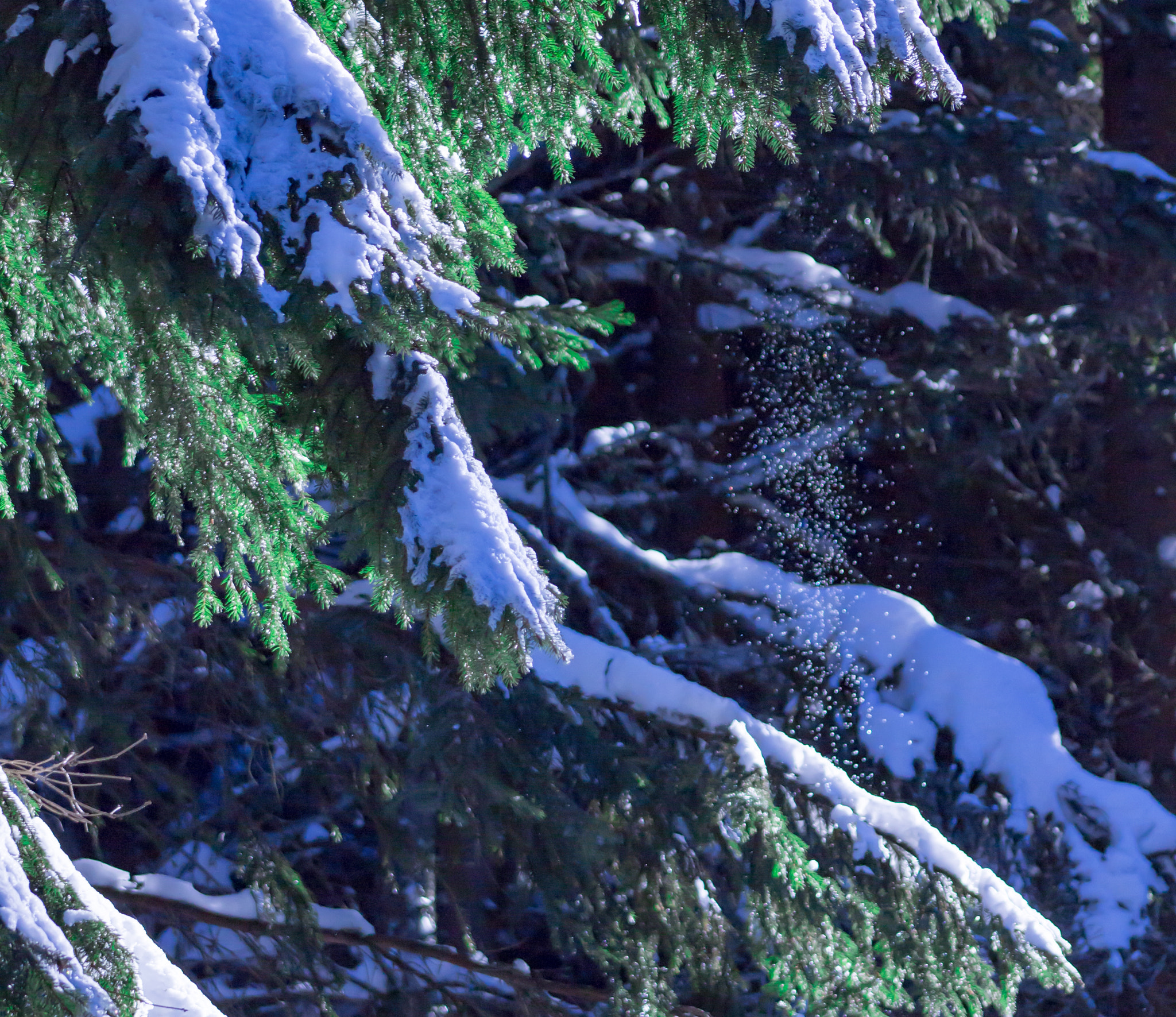 Canon EOS 100D (EOS Rebel SL1 / EOS Kiss X7) + EF75-300mm f/4-5.6 sample photo. Branches & snow photography