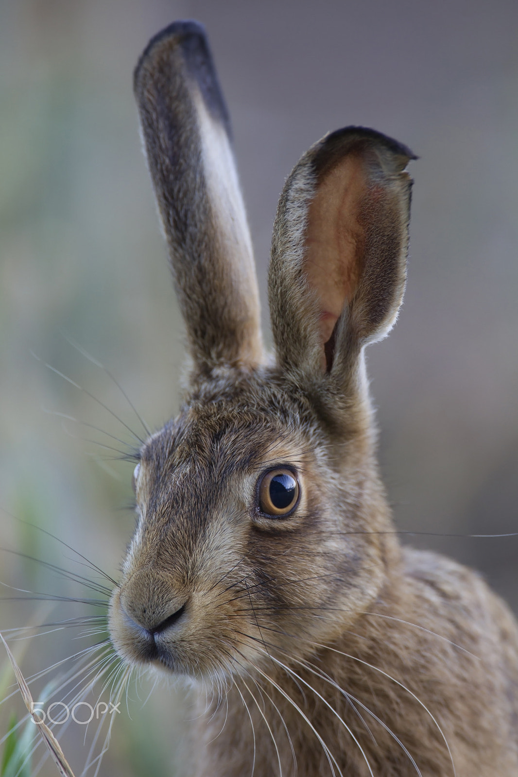 Canon EF 500mm F4L IS USM sample photo. Brown hare lepus europaeus photography