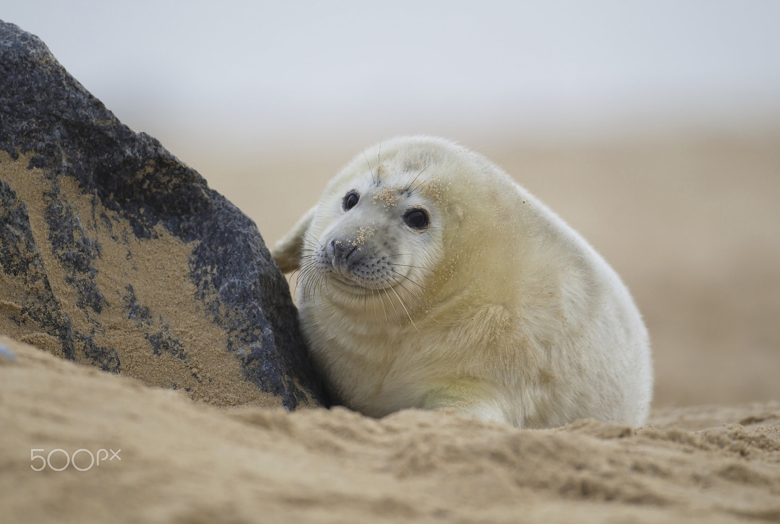 Canon EOS-1D Mark IV + Canon EF 500mm F4L IS USM sample photo. Grey seal (halichoerus grypus) pup on a sandy beach, norfolk, uk photography