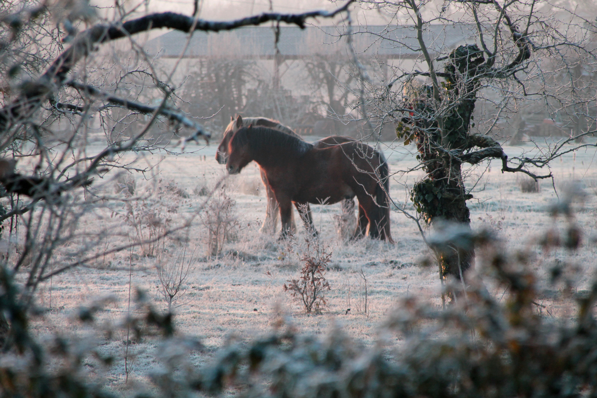 Canon EOS 1100D (EOS Rebel T3 / EOS Kiss X50) + Canon TS-E 90mm F2.8 Tilt-Shift sample photo. Horses on frozen winter morning photography