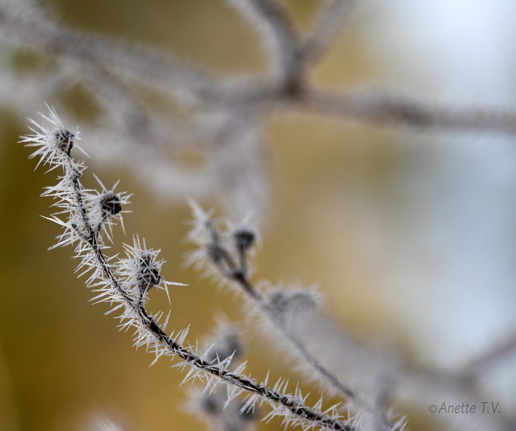 Nikon AF-S Micro-Nikkor 105mm F2.8G IF-ED VR sample photo. Ice needles... photography