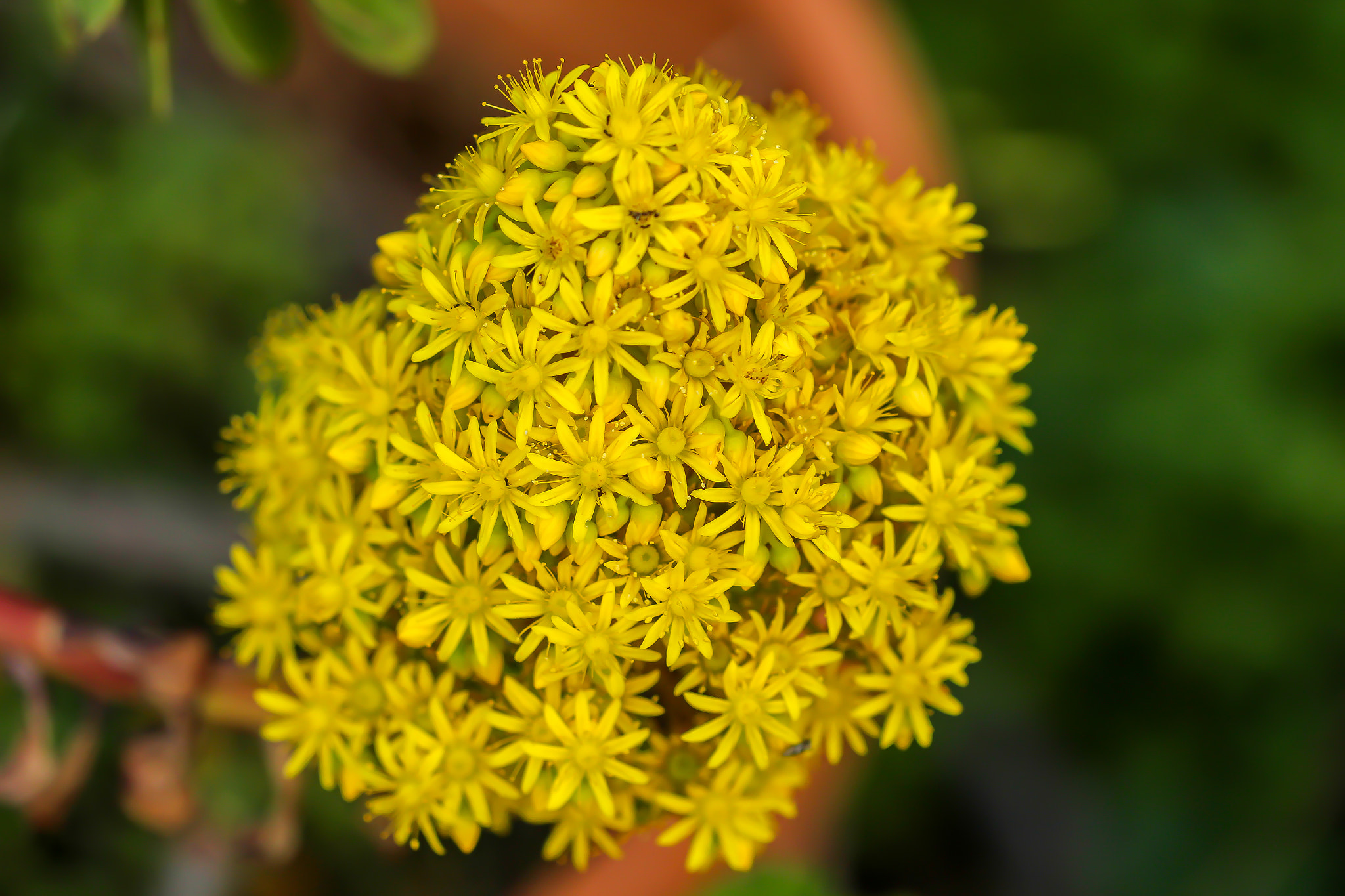 Canon EF 100mm F2.8L Macro IS USM sample photo. Yellow photography