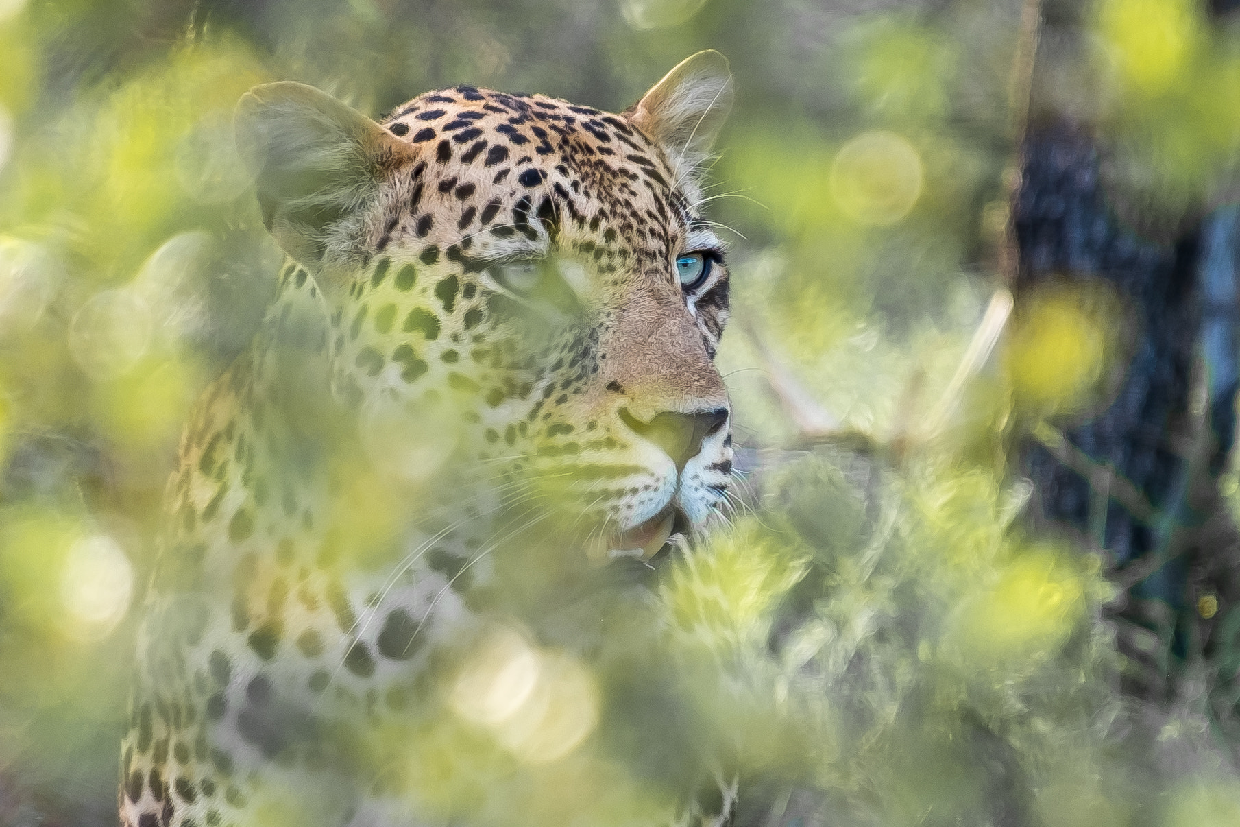 Fujifilm XF 55-200mm F3.5-4.8 R LM OIS sample photo. Djuma leopard in the undergrowth photography
