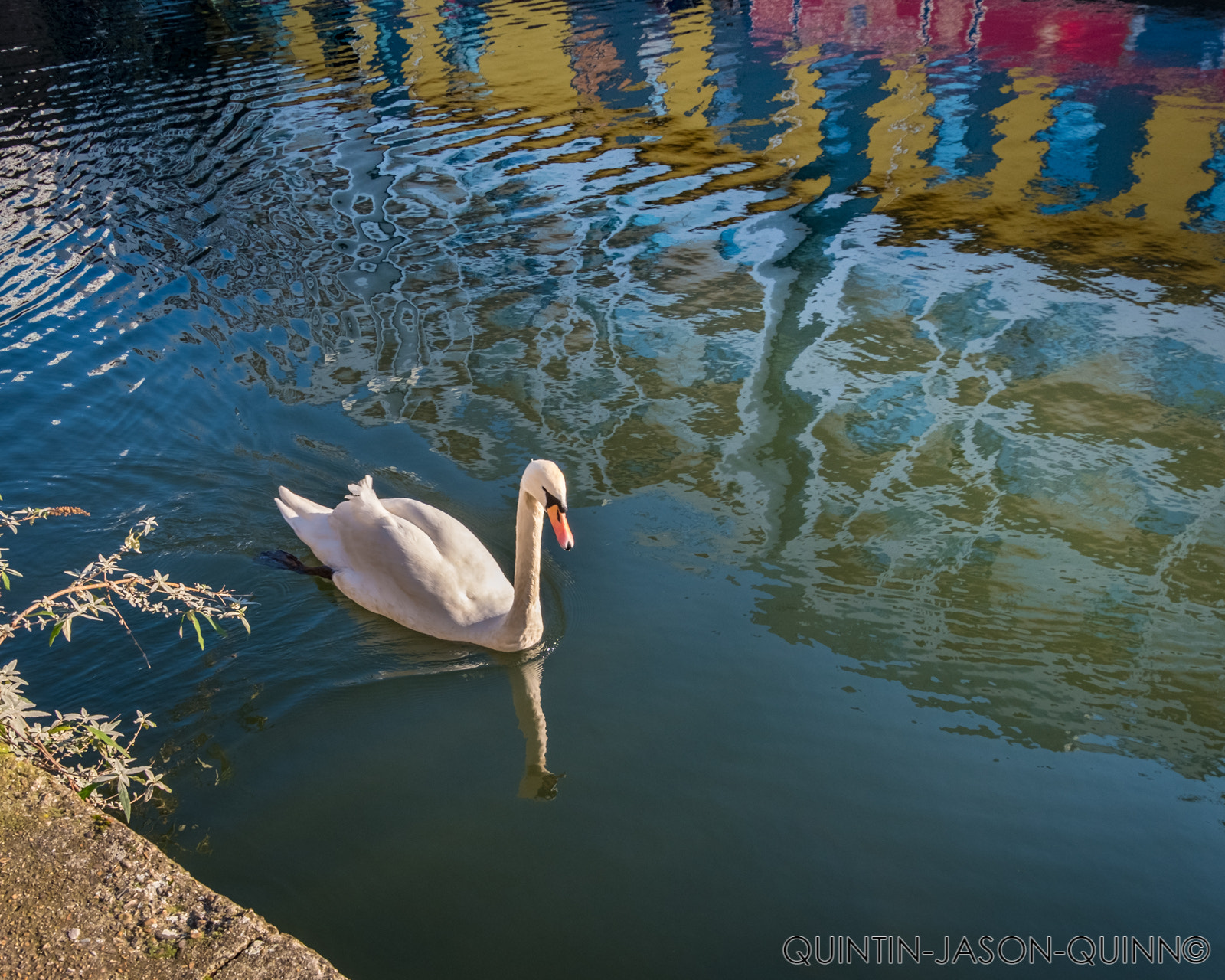 Fujifilm X-T2 + Fujifilm XC 16-50mm F3.5-5.6 OIS II sample photo. Swan on the canal photography