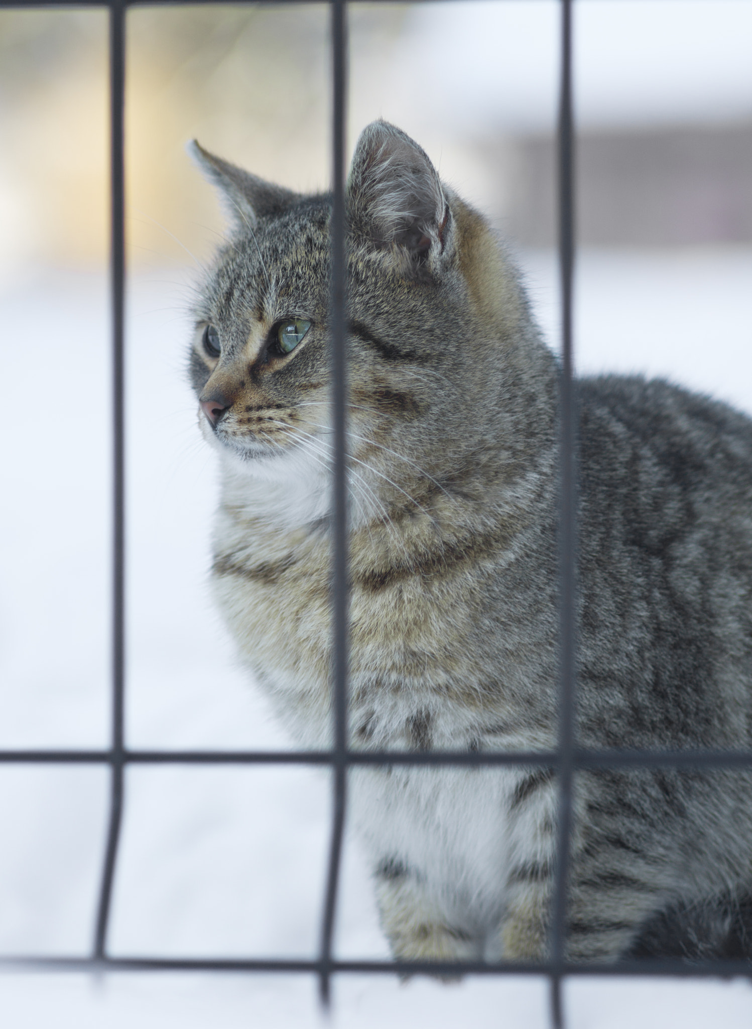 Canon EOS 450D (EOS Rebel XSi / EOS Kiss X2) + Tamron SP AF 90mm F2.8 Di Macro sample photo. Cat&winter photography