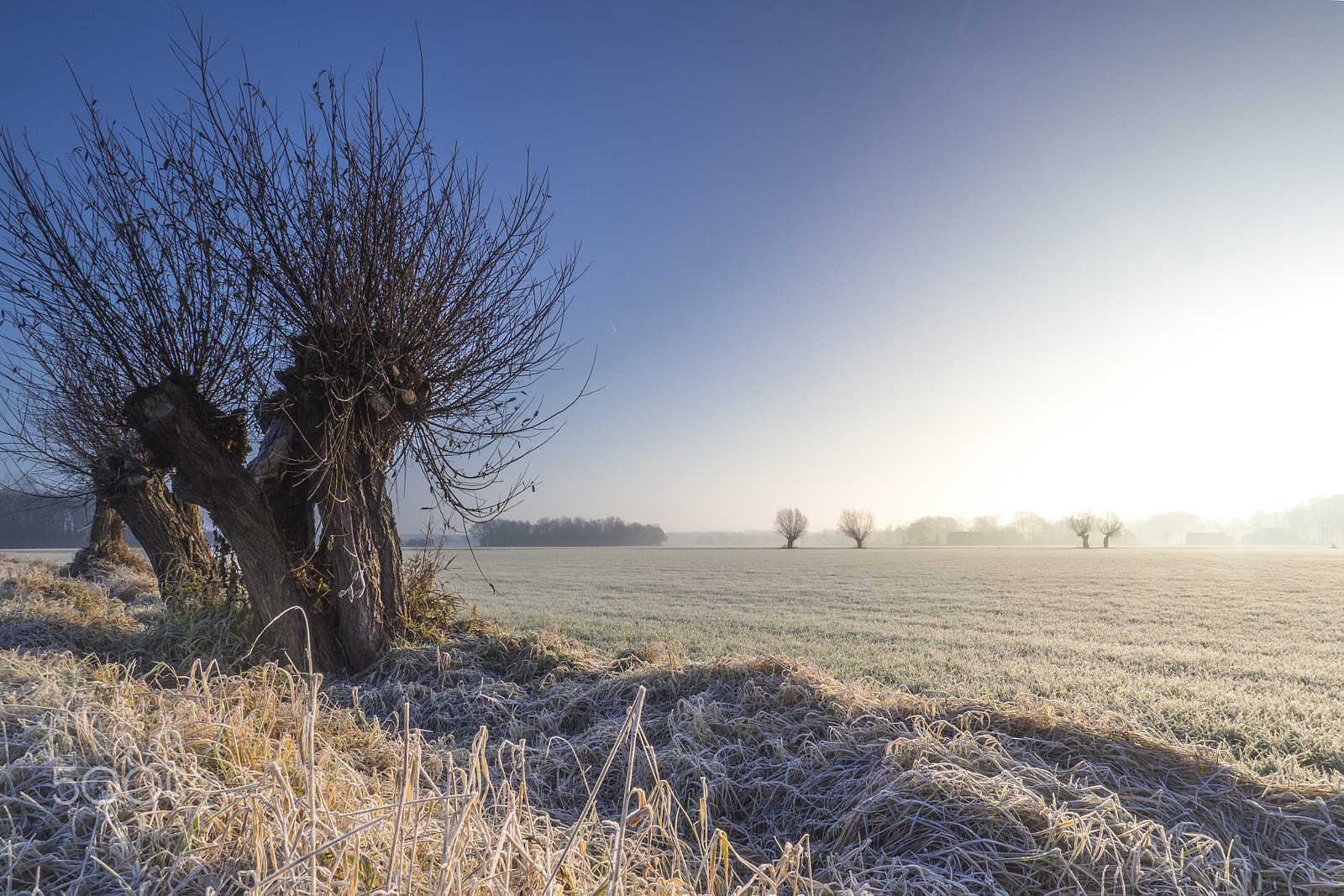 Olympus OM-D E-M10 + OLYMPUS M.9-18mm F4.0-5.6 sample photo. Willows on a winter morning photography