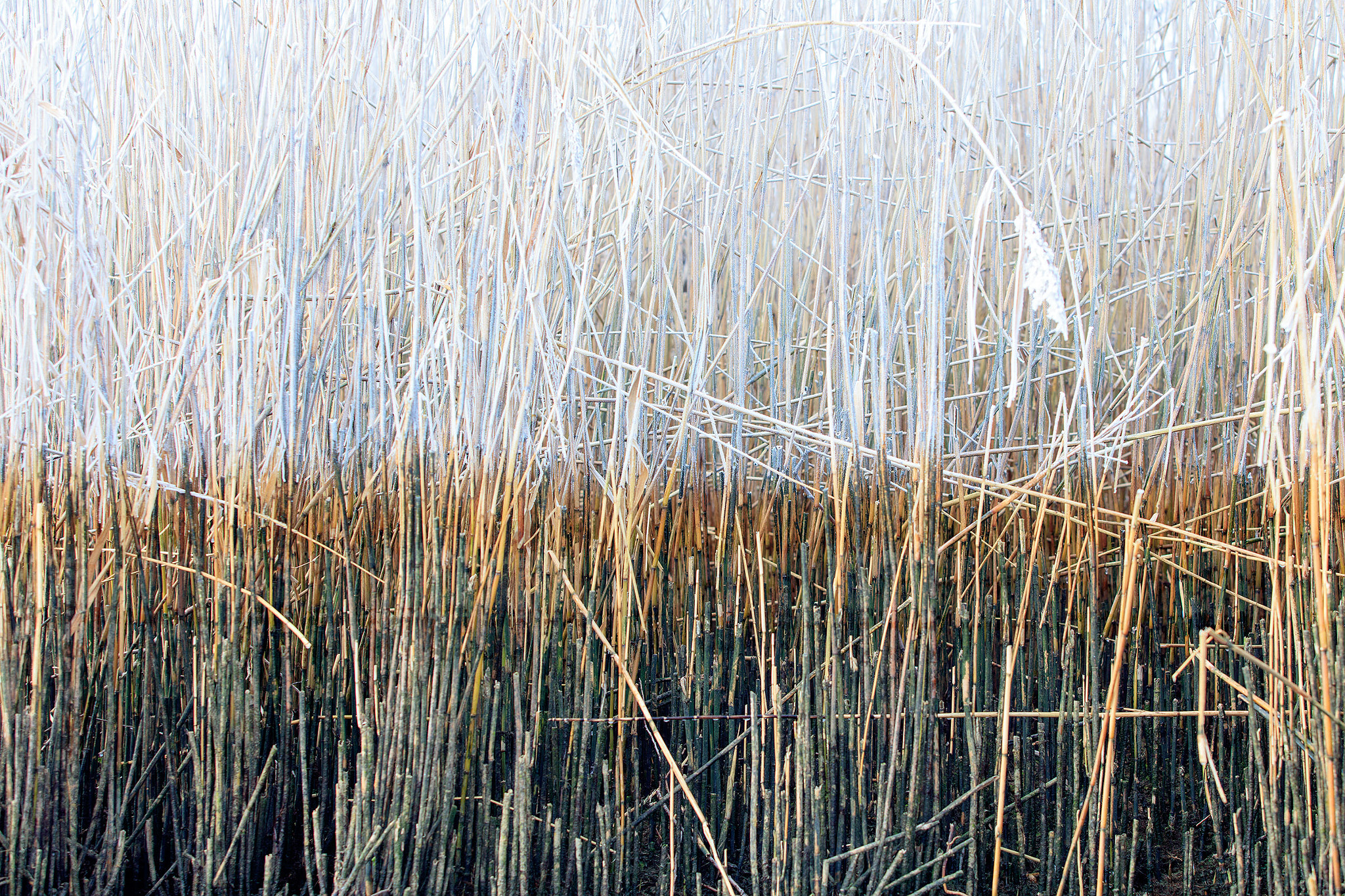 Canon EF 70-200mm F2.8L USM sample photo. Partial freeze photography