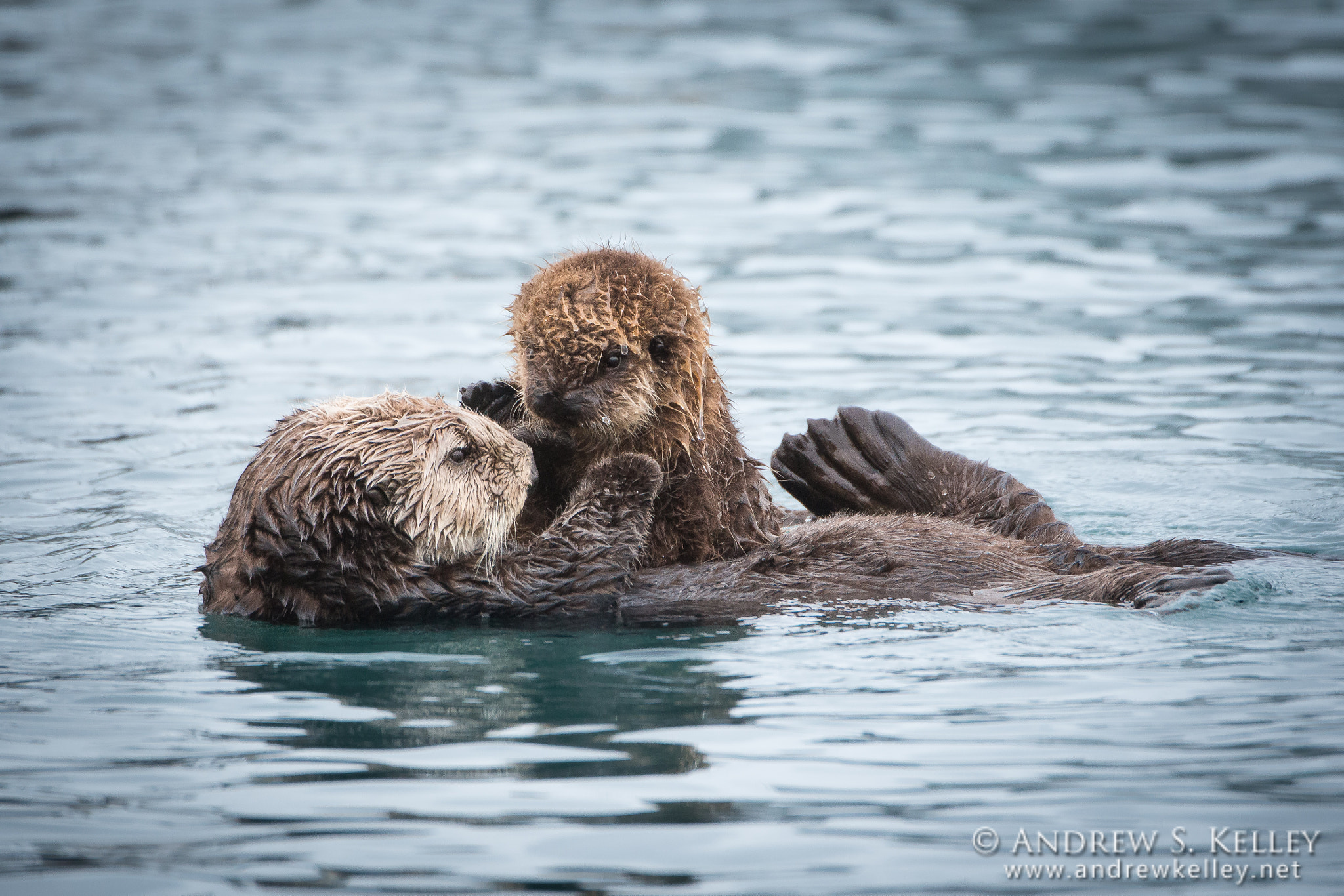 Canon EOS-1D X + Canon EF 500mm F4L IS USM sample photo. Sea otter pup photography