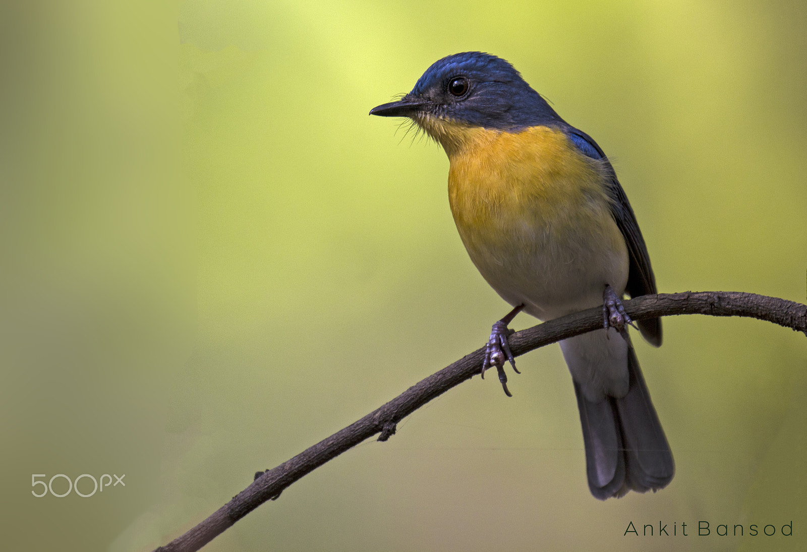 Canon EOS 60D + Canon EF 100-400mm F4.5-5.6L IS II USM sample photo. Tickell's blue flycatcher photography