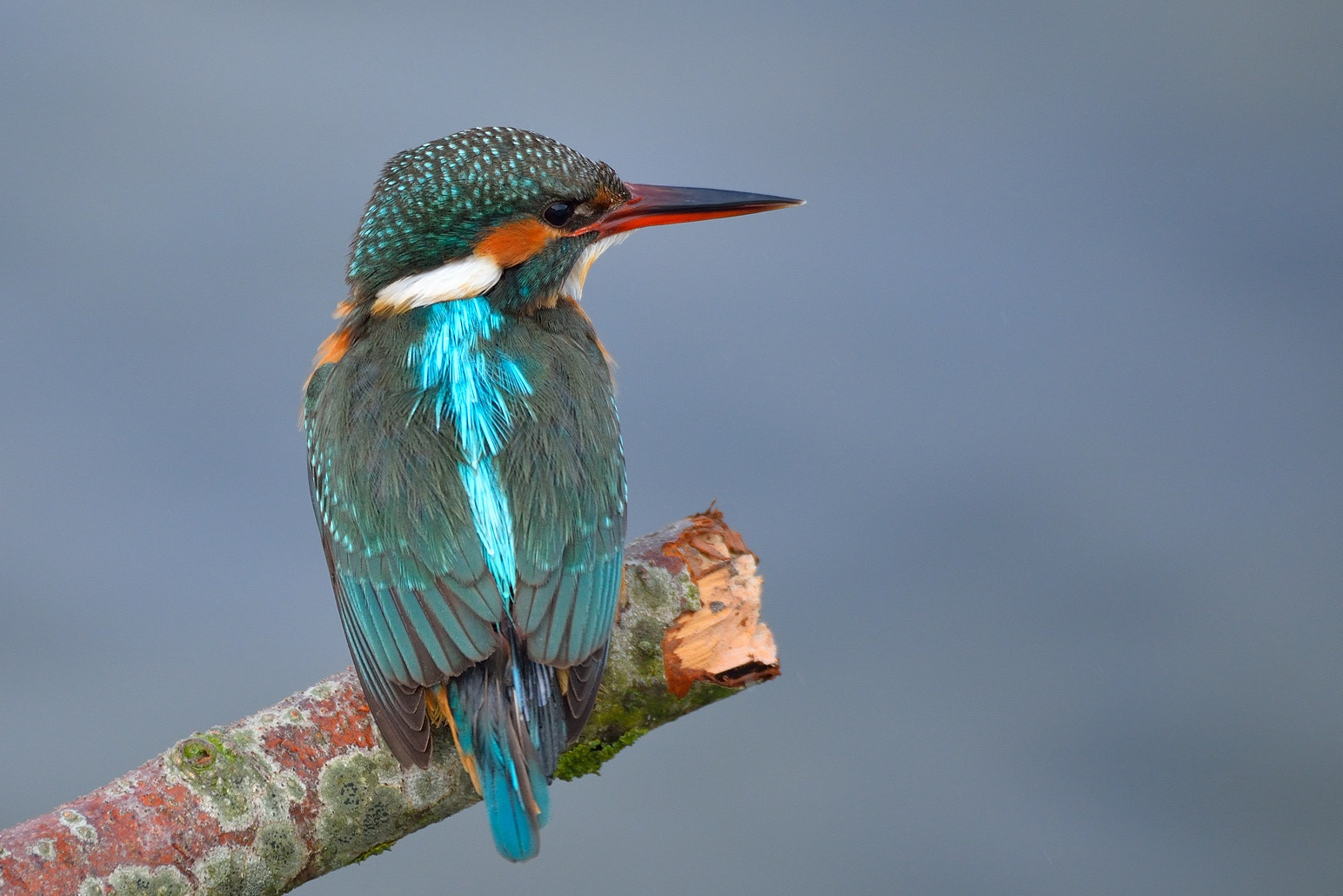 Sigma 150-600mm F5-6.3 DG OS HSM | C sample photo. Dsc photography