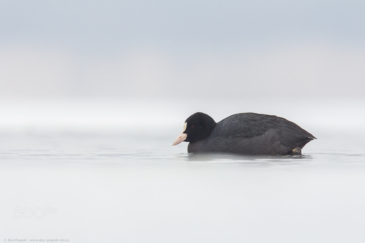 Canon EOS 60D sample photo. Eurasian coot photography