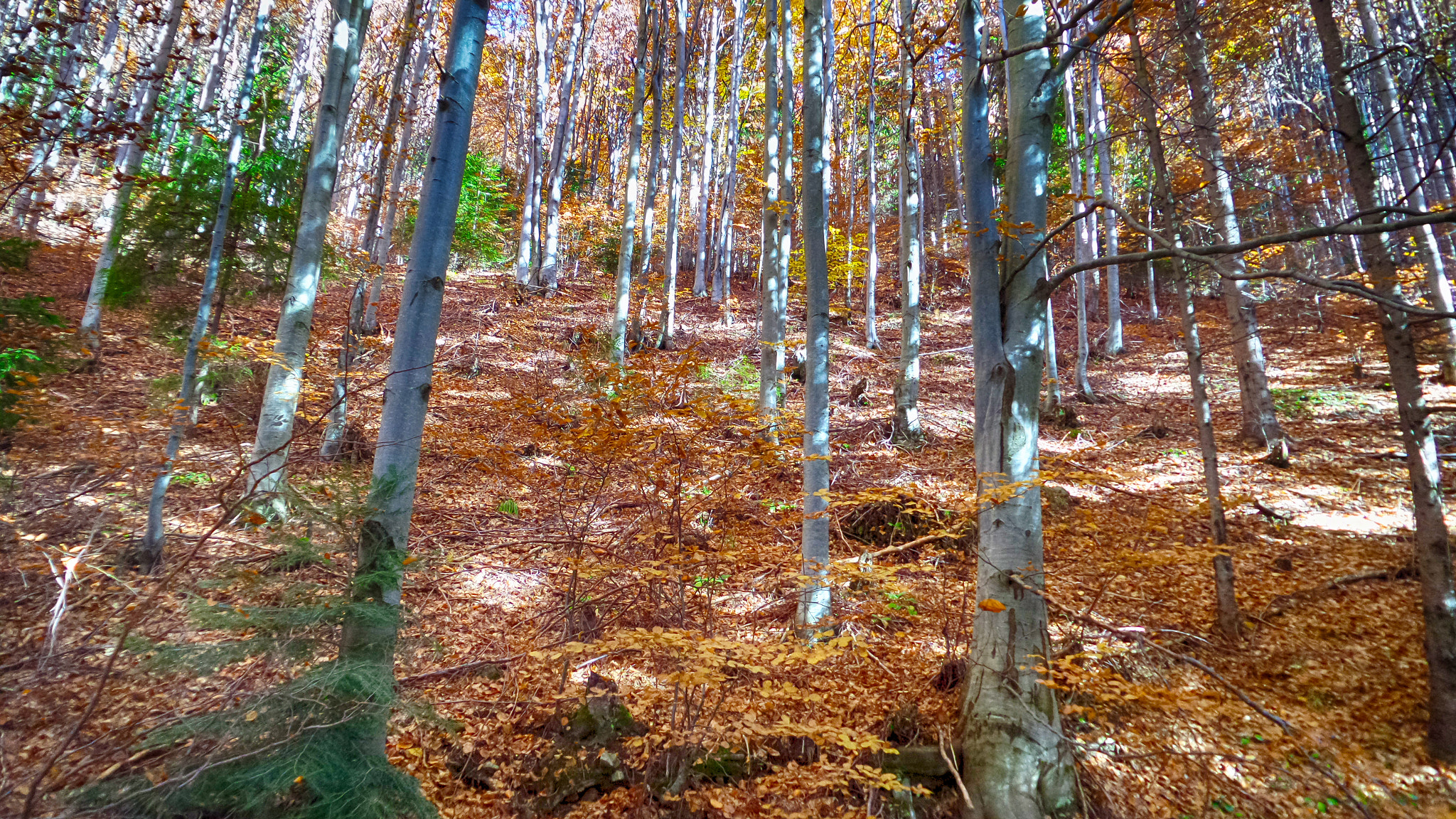 Samsung Galaxy K Zoom sample photo. An autumn composition viii photography