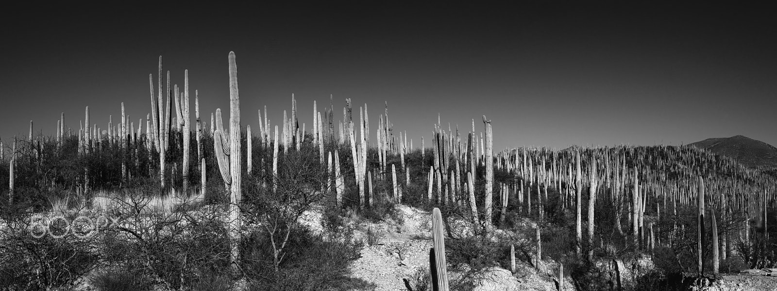 Pentax 645Z sample photo. Moonset in the cactus land photography