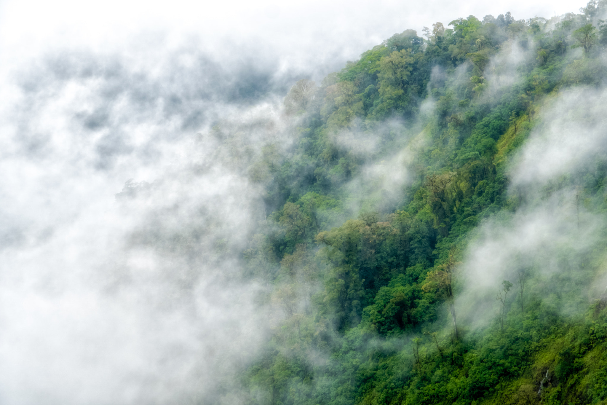 Sony E 18-200mm F3.5-6.3 OSS sample photo. Rain forest fog photography