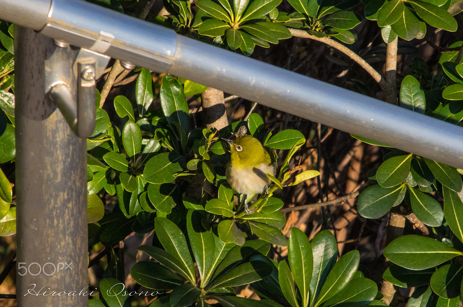 Sigma 150-500mm F5-6.3 DG OS HSM sample photo. Japanese white-eye photography