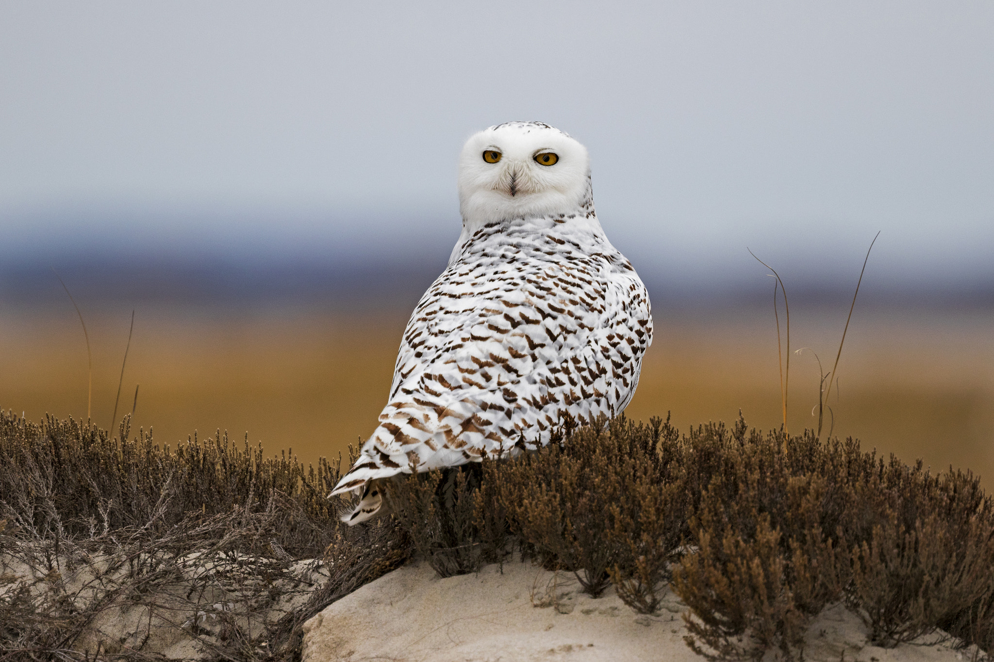 Canon EOS 7D Mark II sample photo. Snowy owl in new england area photography