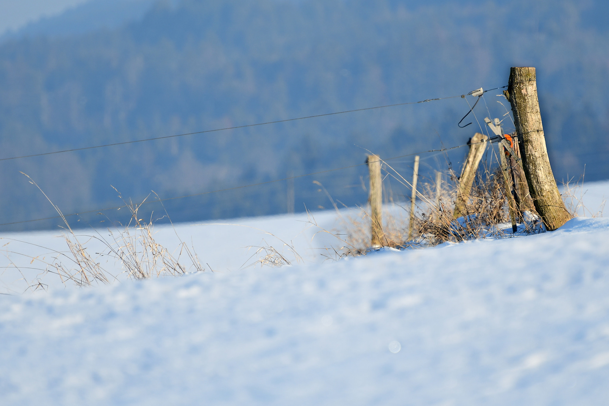 Nikon D500 sample photo. Weide photography