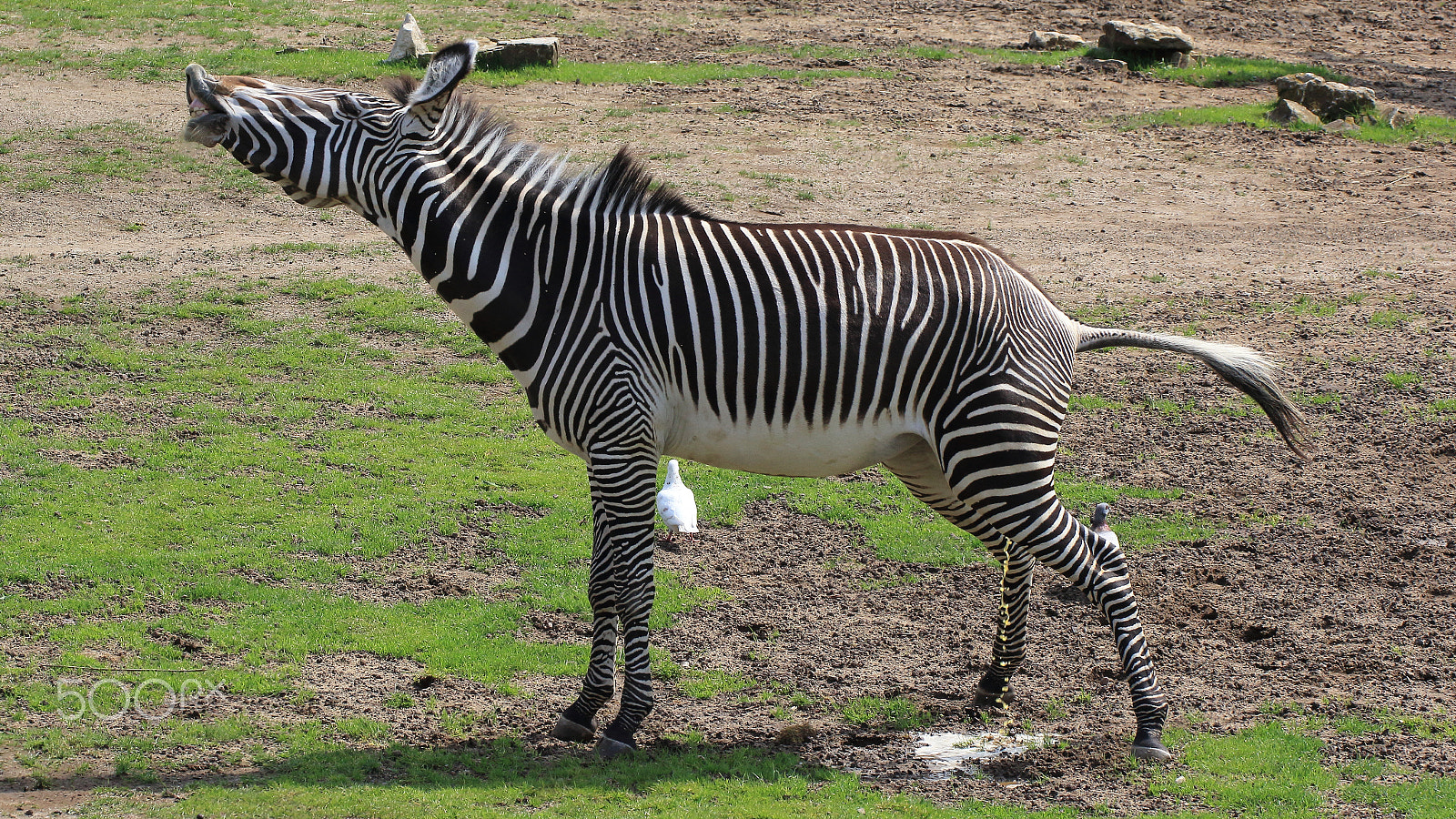 Canon EOS 60D sample photo. Zebras relief photography
